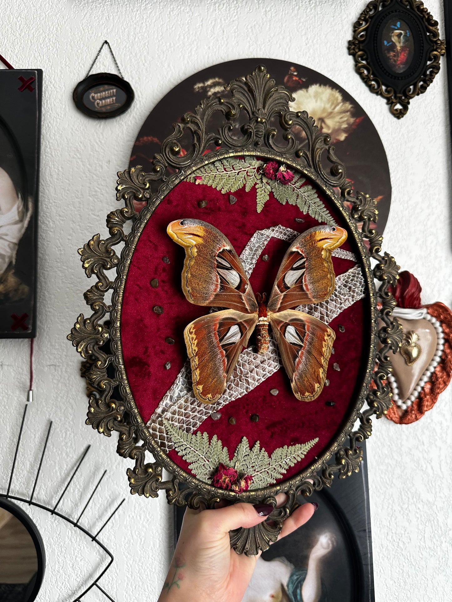 Grande composition avec papillon Atlas et mue de boa