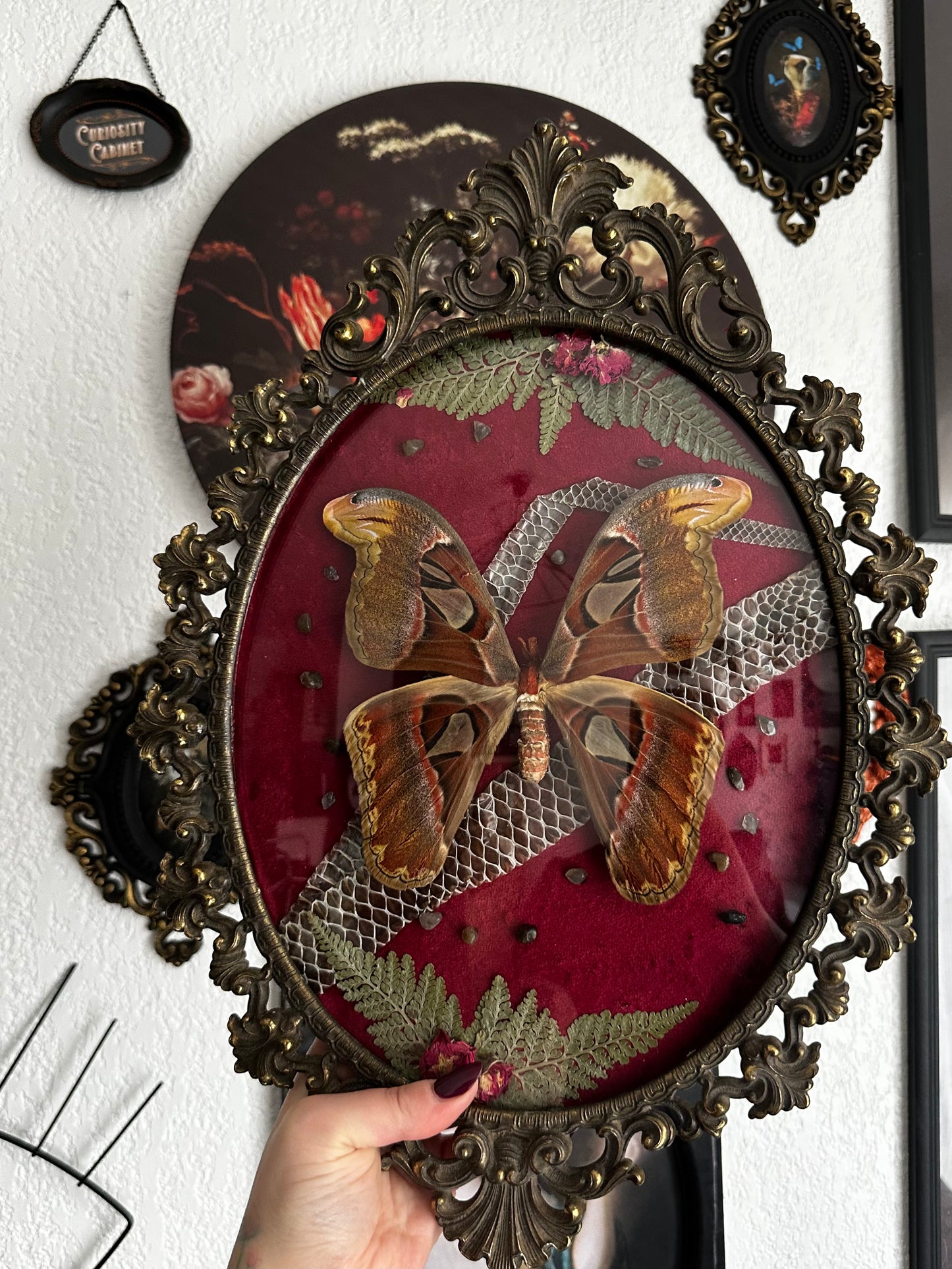 Grande composition avec papillon Atlas et mue de boa