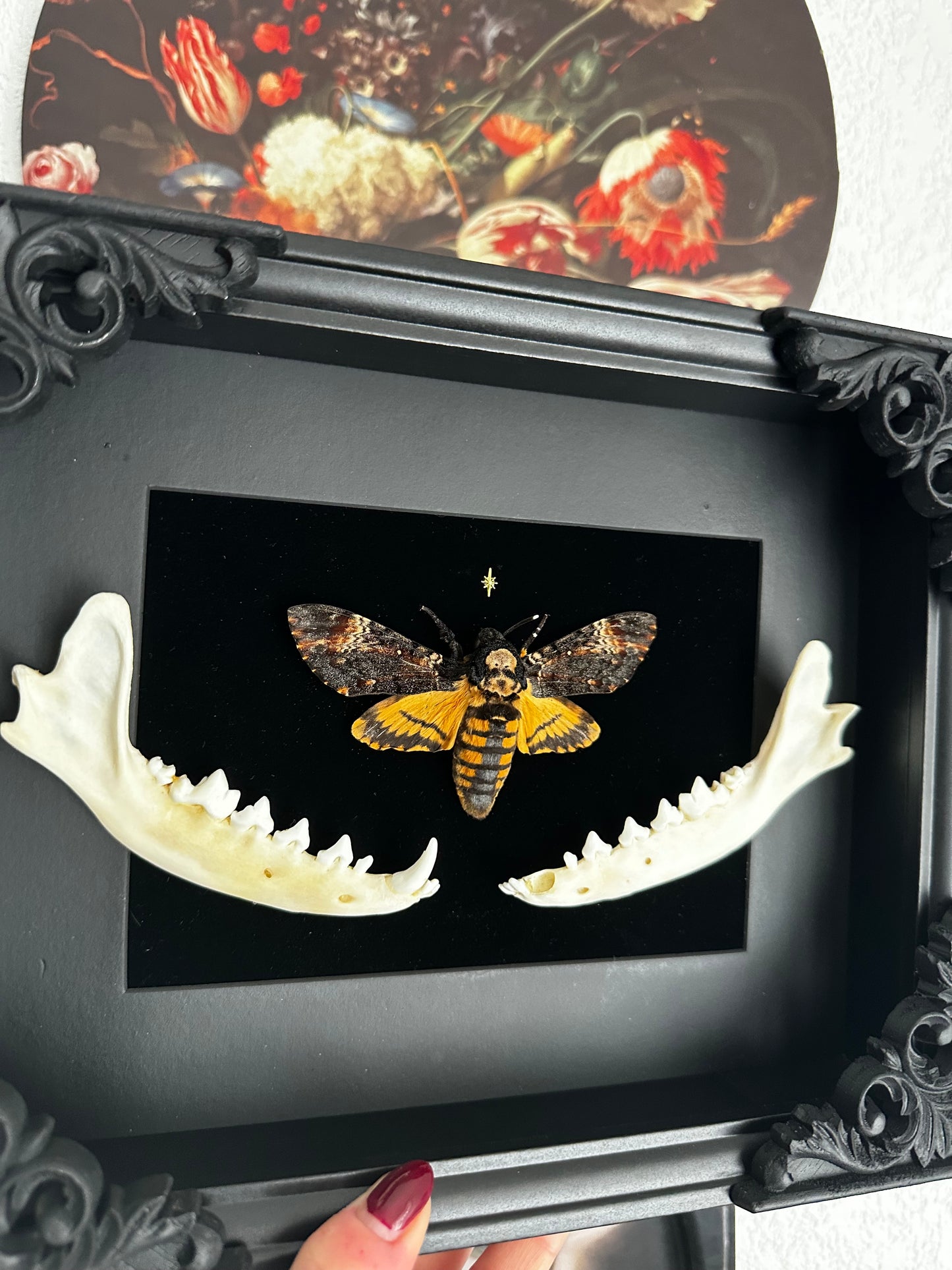 Sphinx tête de mort et mandibules