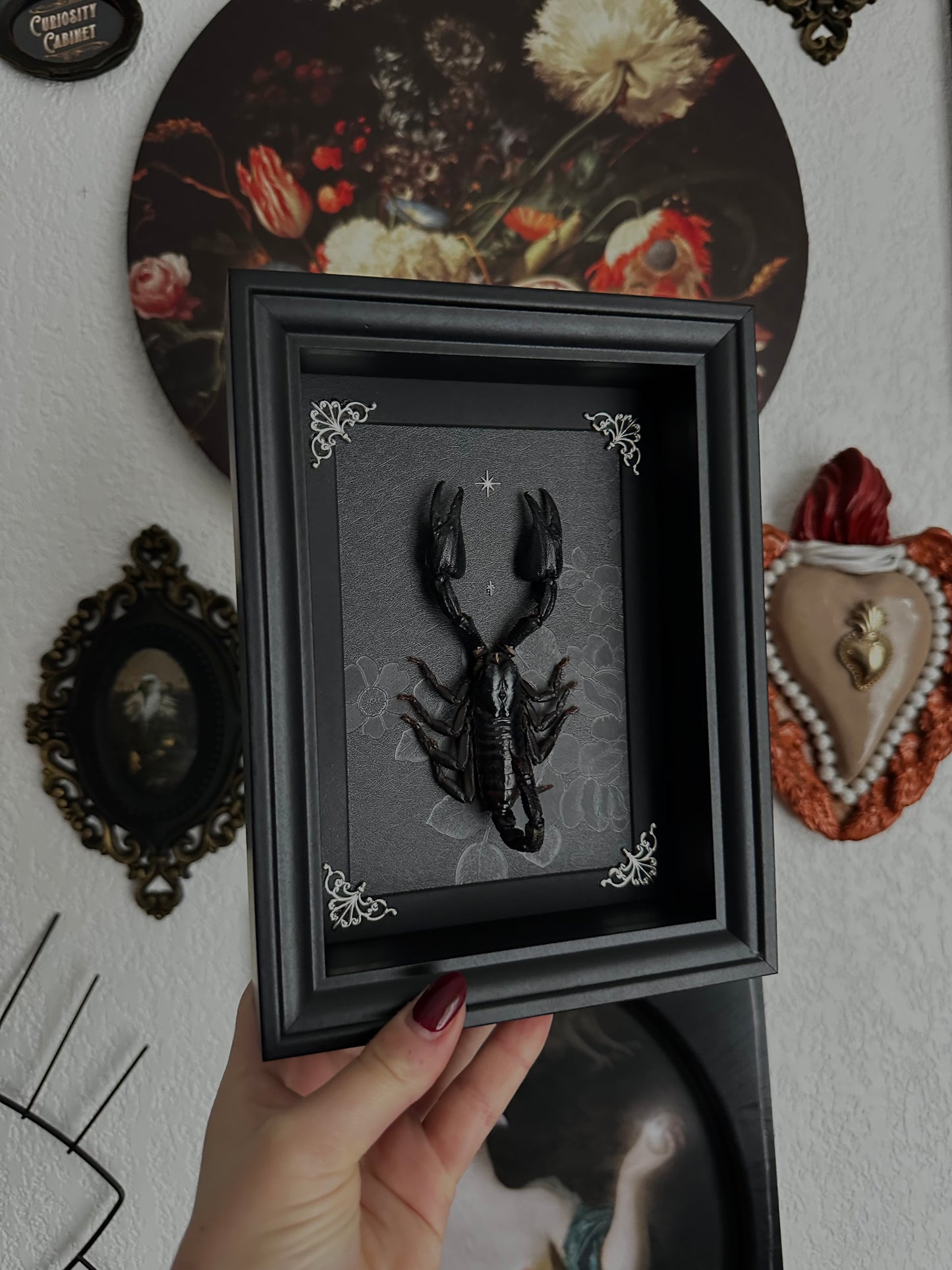 Scorpion noir (Heterometrus cyaneus)