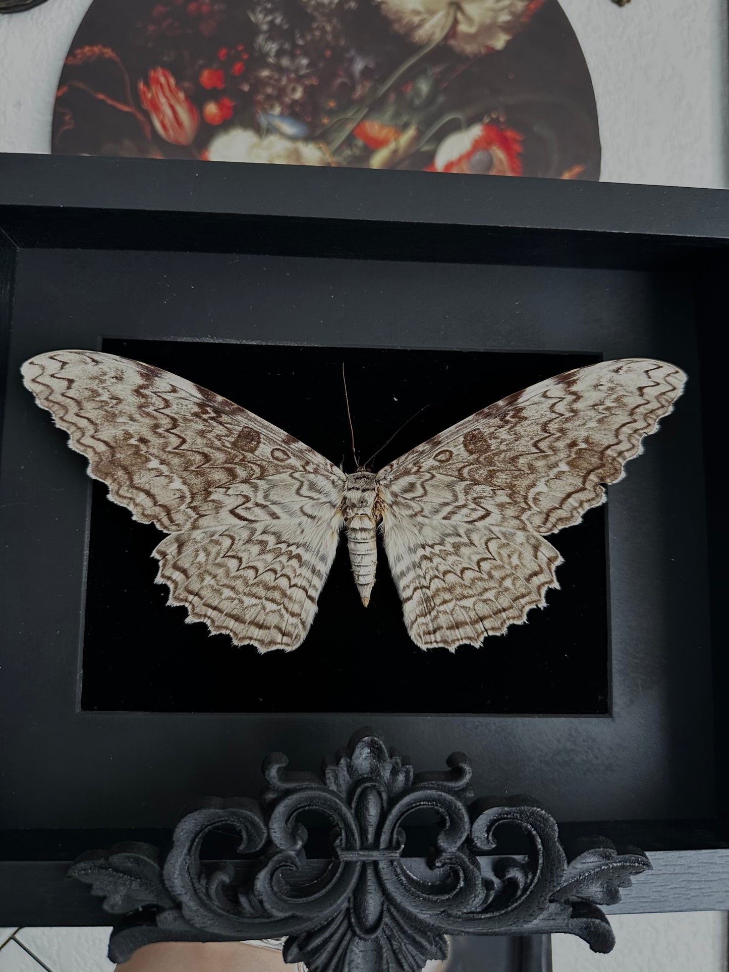 La sorcière blanche (Thysania agrippina)