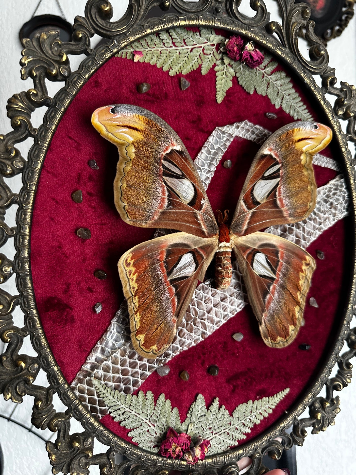 Grande composition avec papillon Atlas et mue de boa