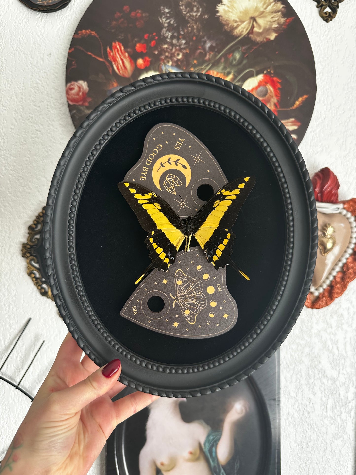 -20% - Papilio thoas et Ouija