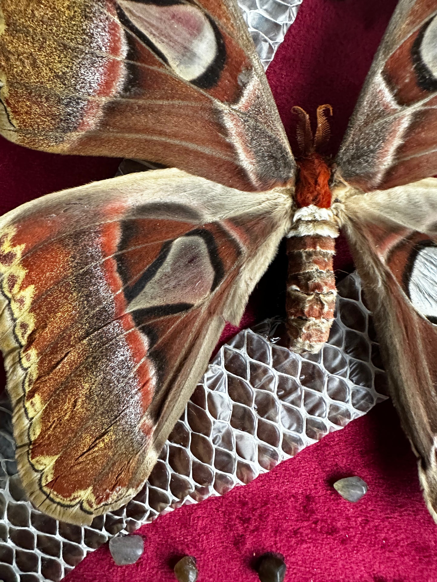 Grande composition avec papillon Atlas et mue de boa