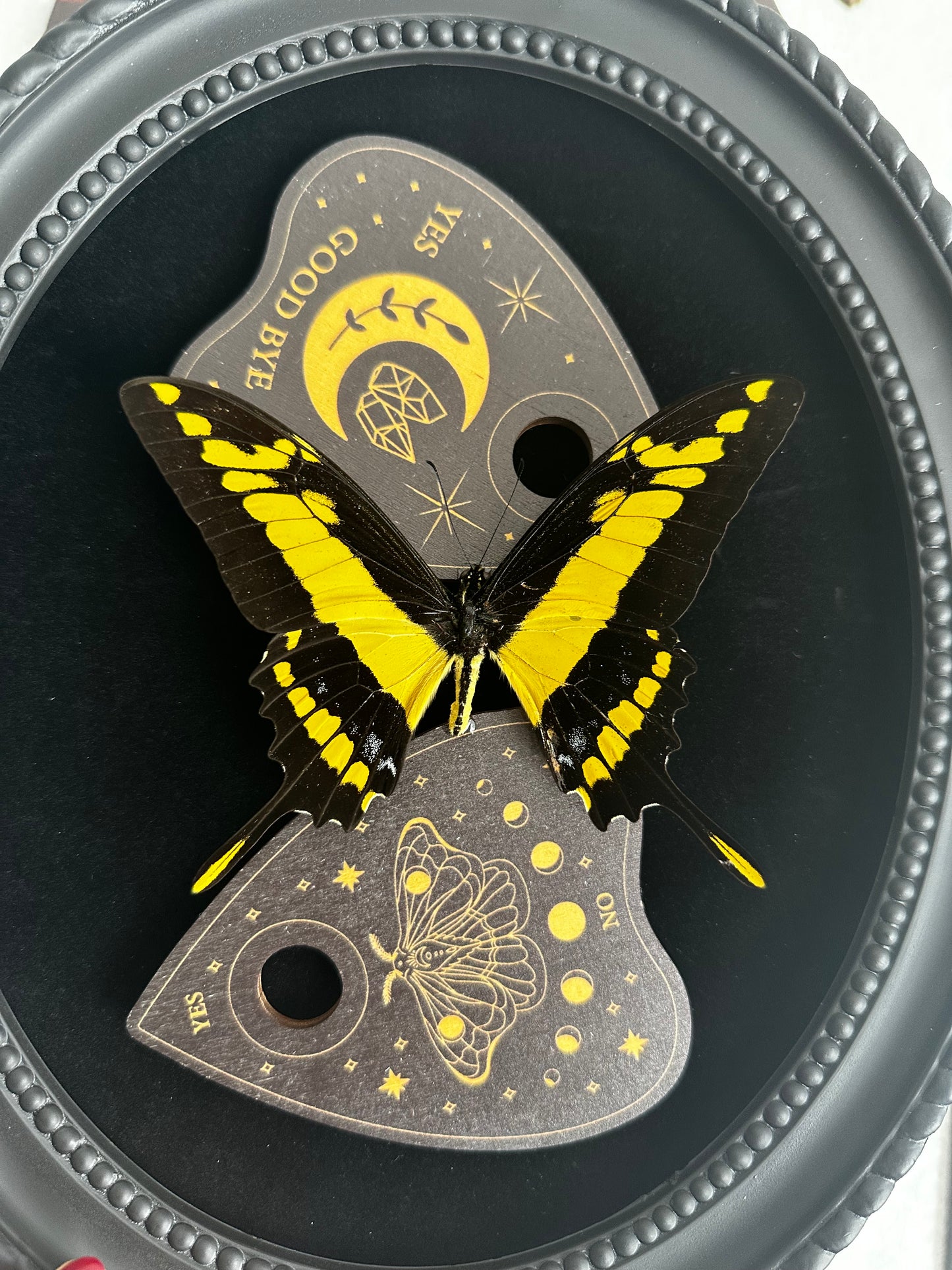 -20% - Papilio thoas et Ouija