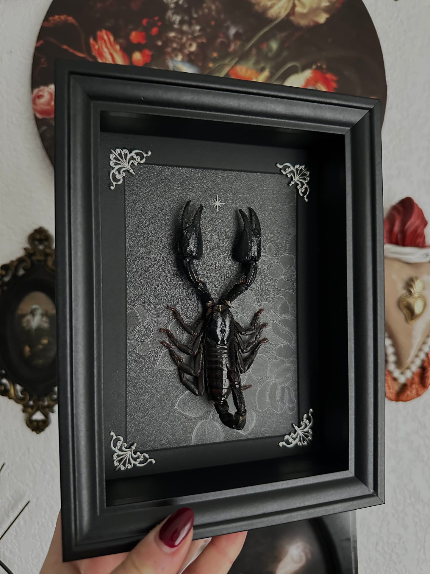 Scorpion noir (Heterometrus cyaneus)