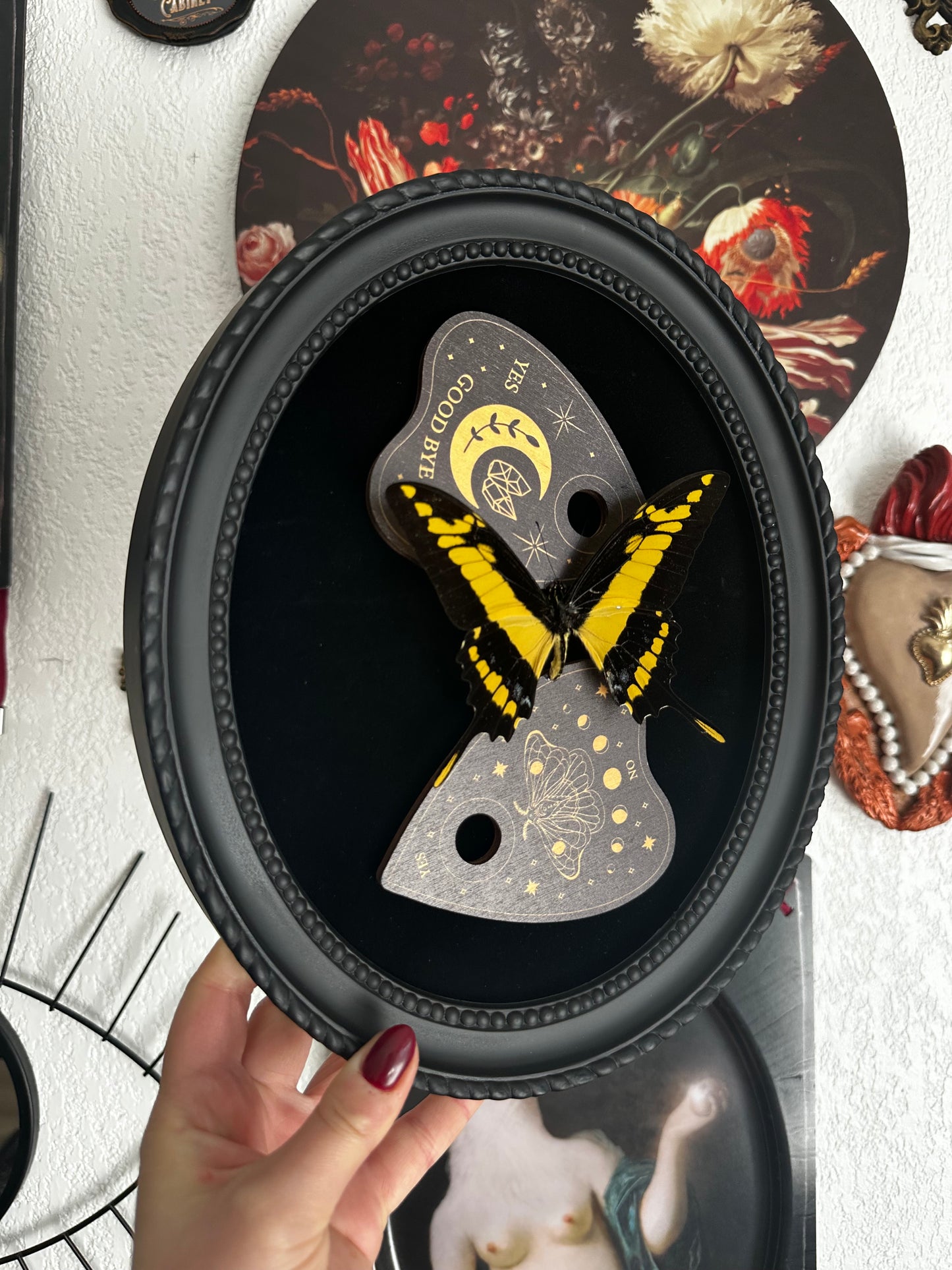 -20% - Papilio thoas et Ouija