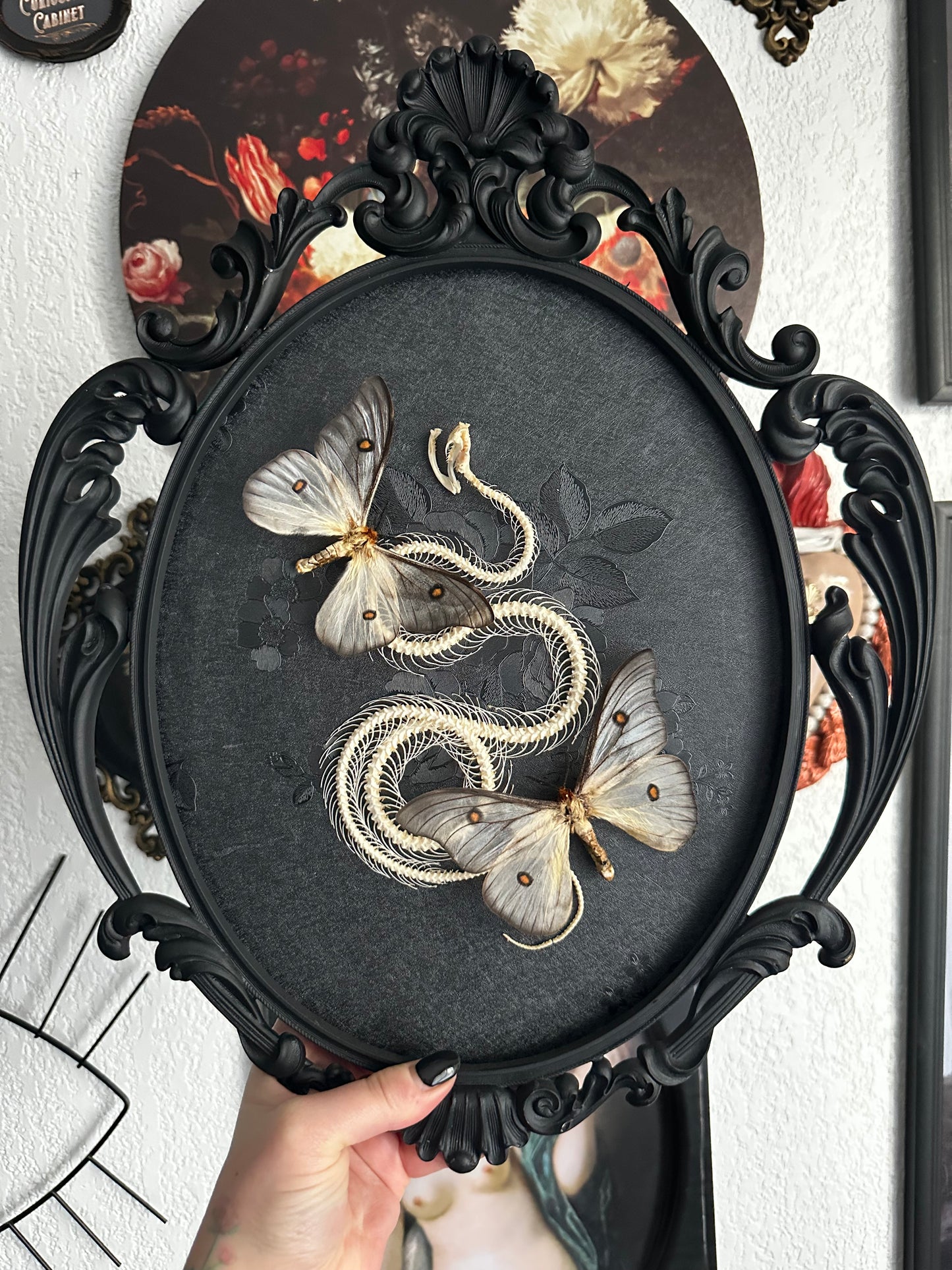 Grande composition squelette de serpent et Ceranchia apollina