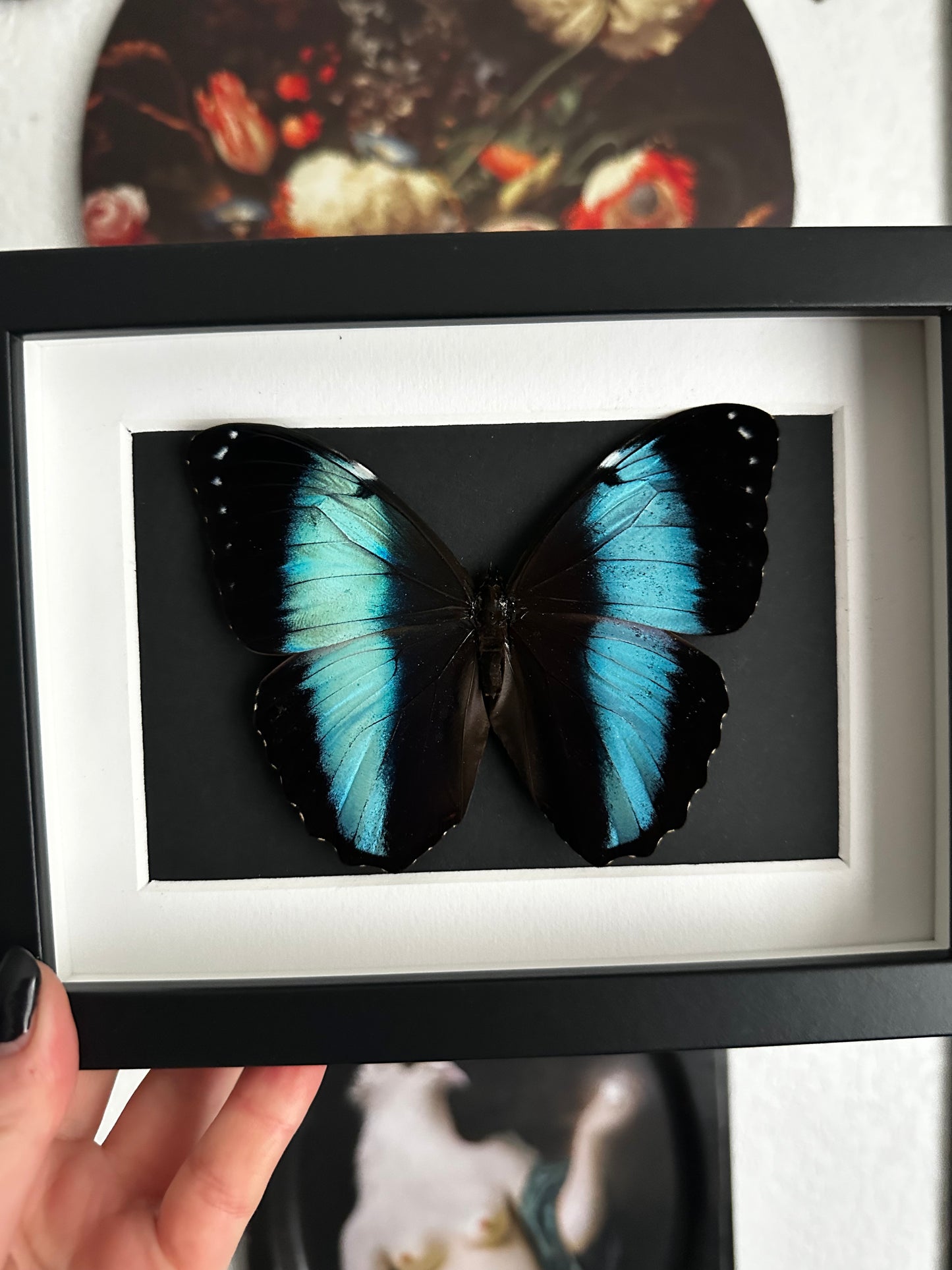 Morpho achilles
