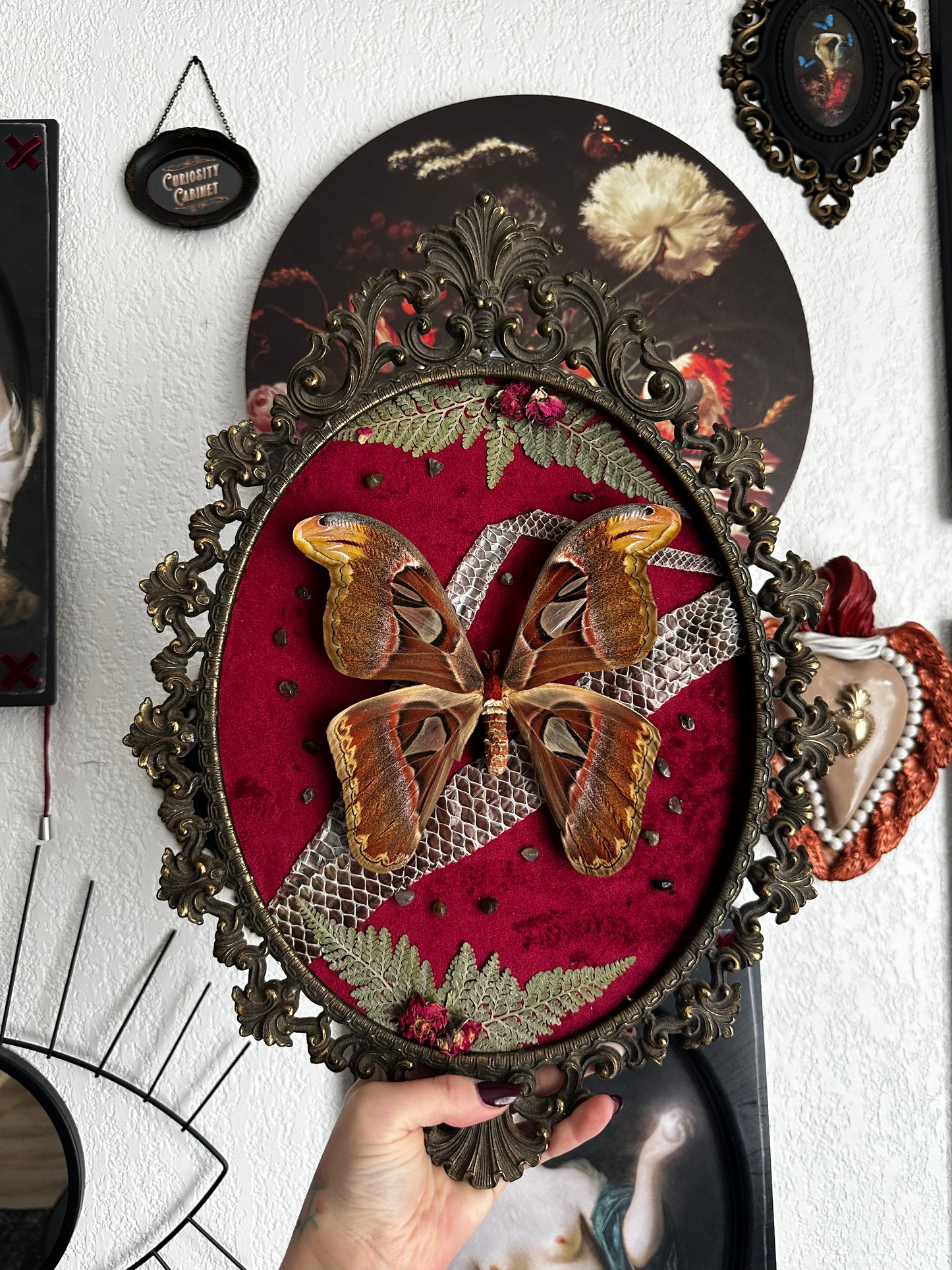 Grande composition avec papillon Atlas et mue de boa