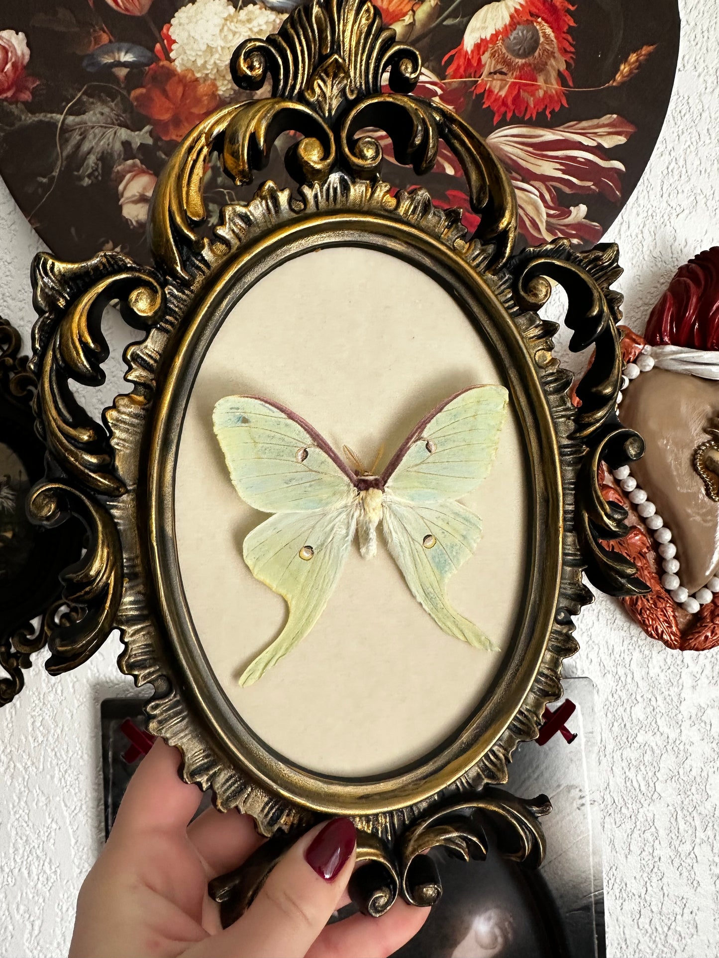 Luna moon moth