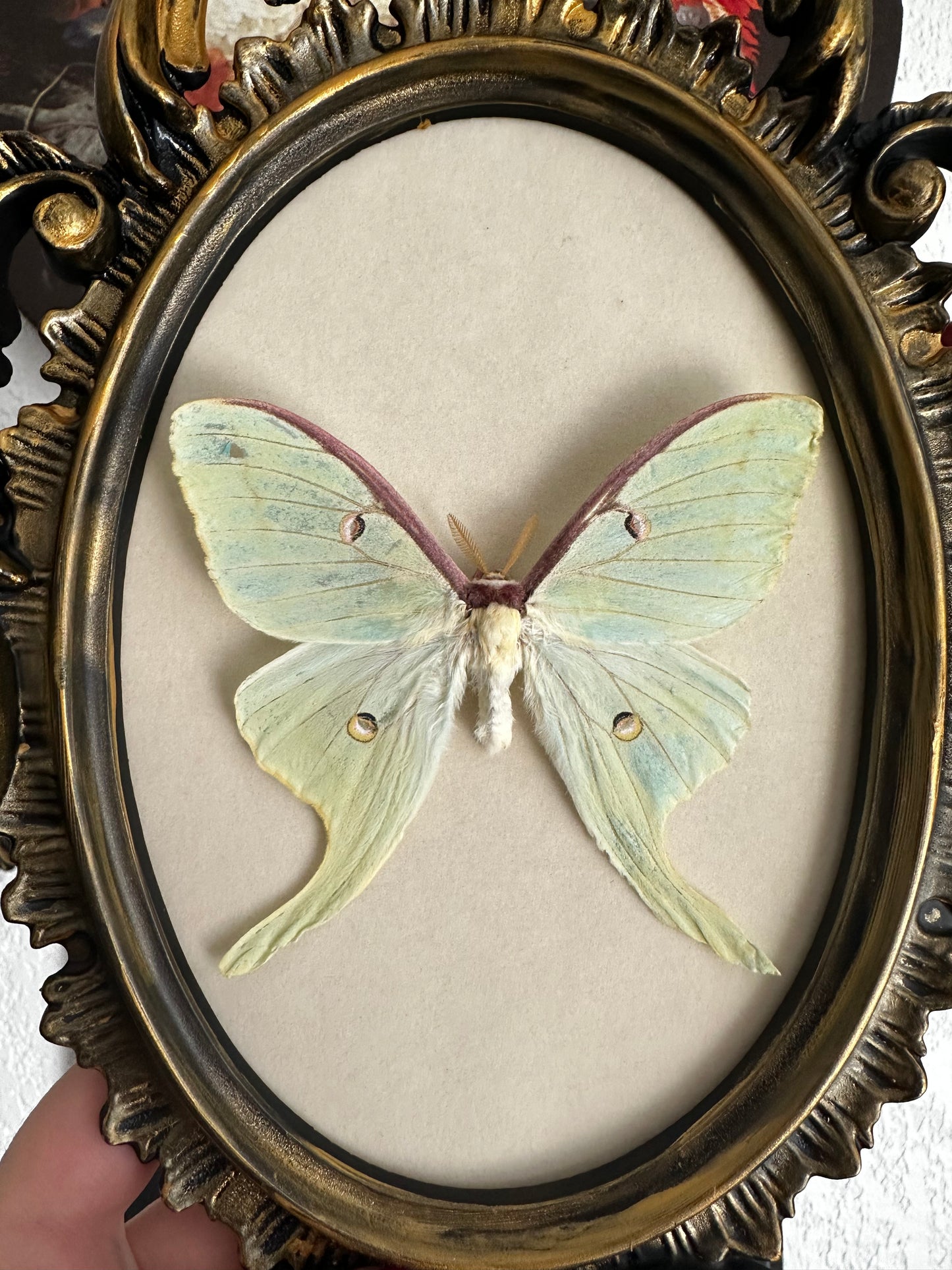 Luna moon moth