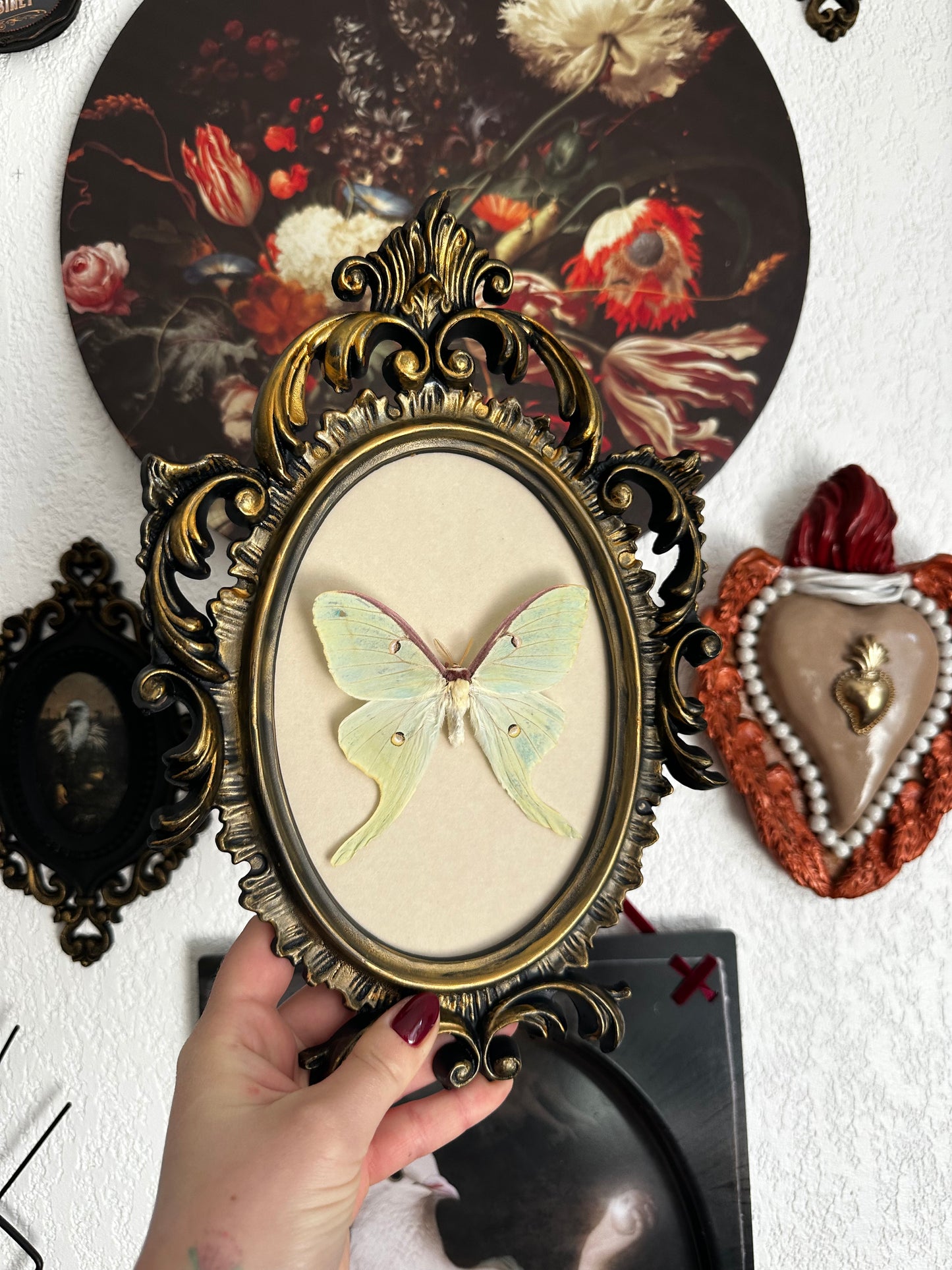 Luna moon moth