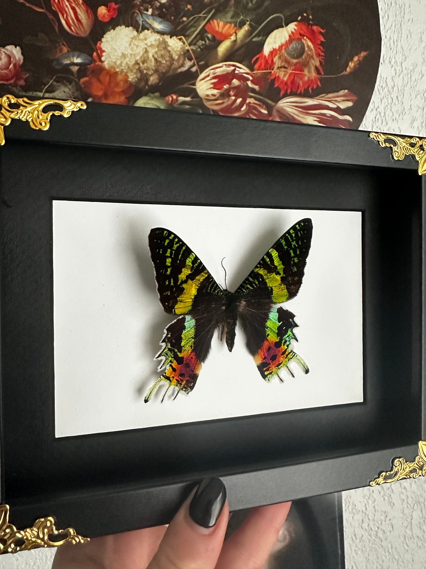 Papillon « Sunset » de Madagascar