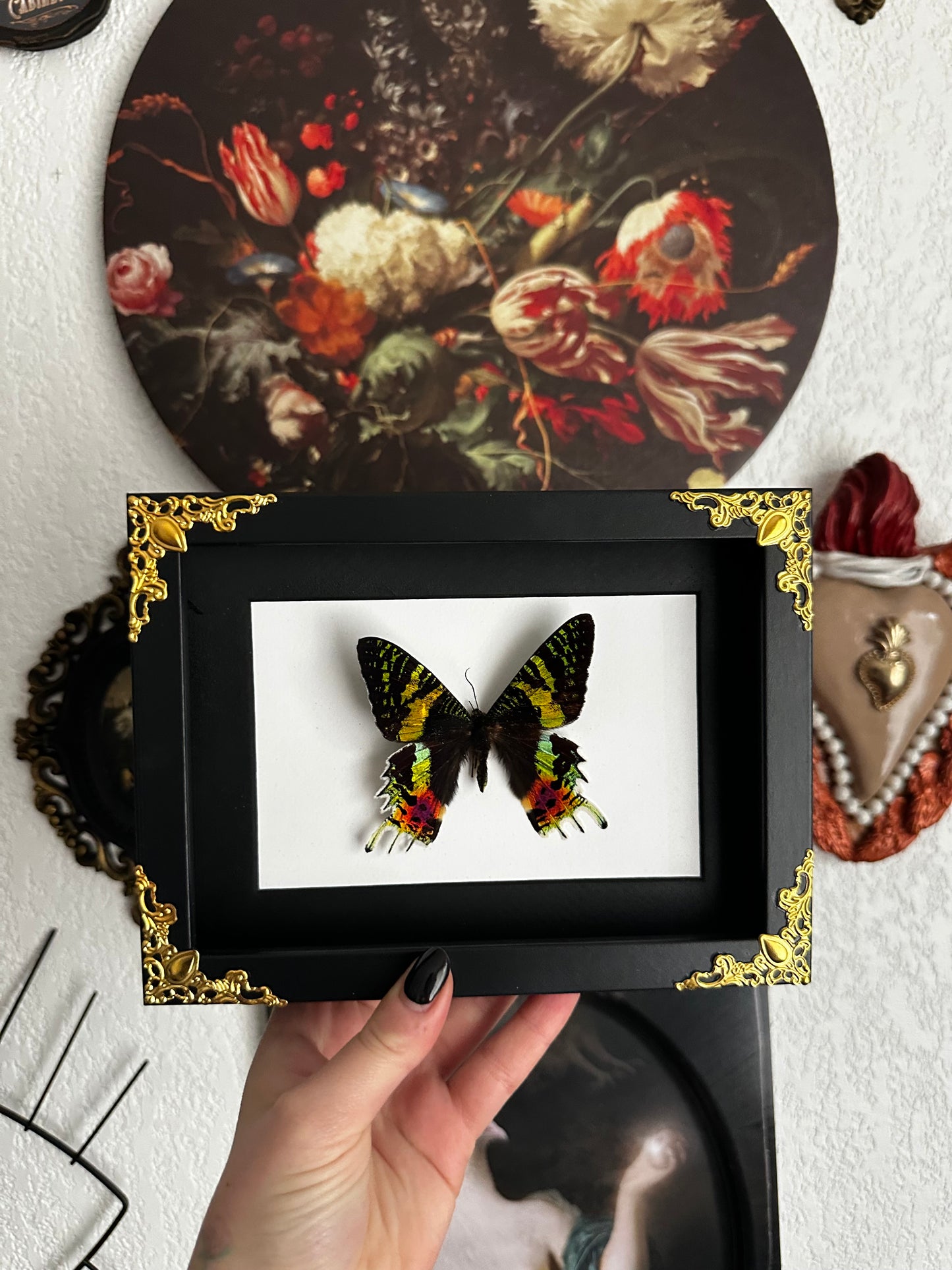 Papillon « Sunset » de Madagascar