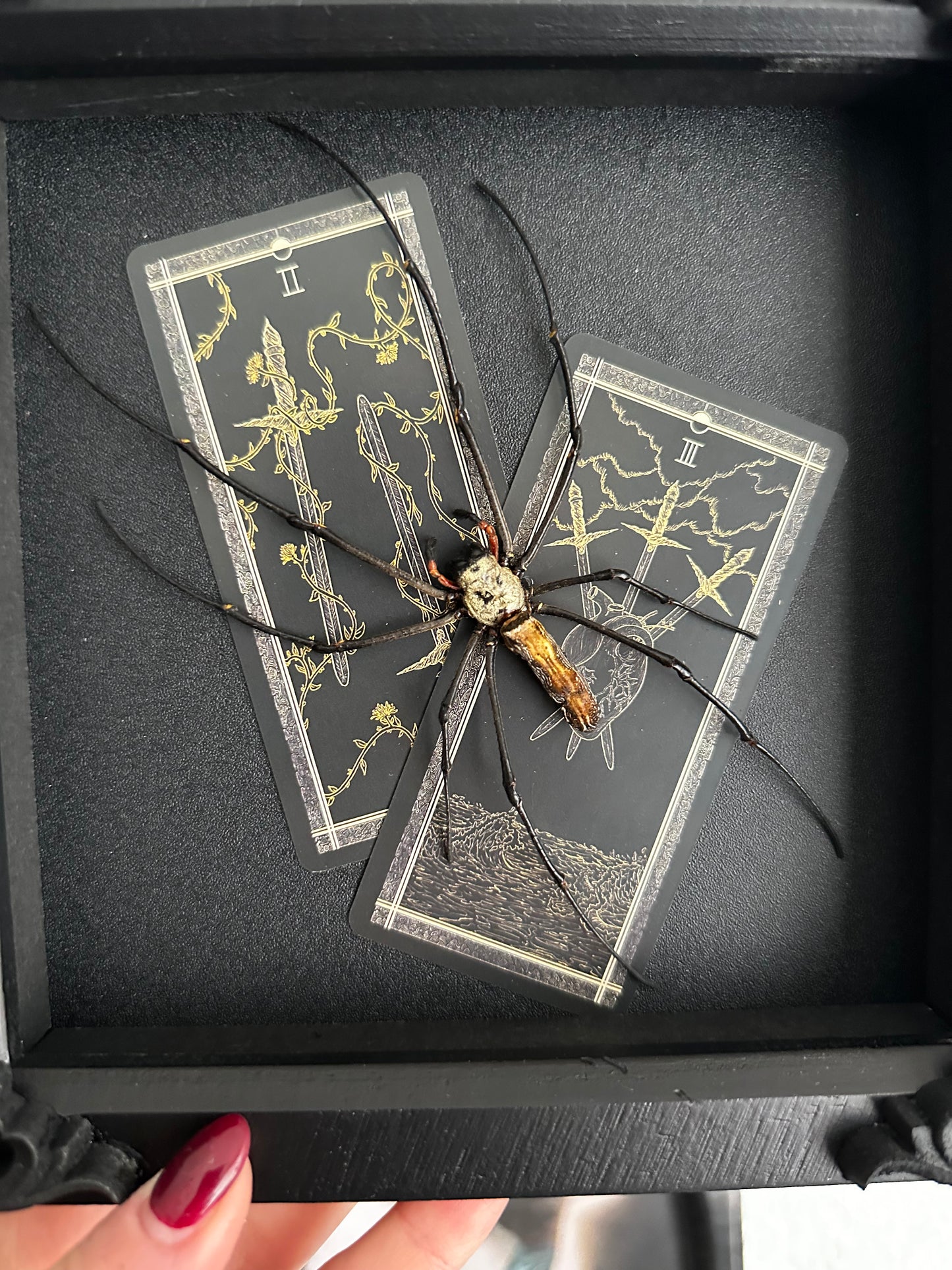 Nephile cartomancienne