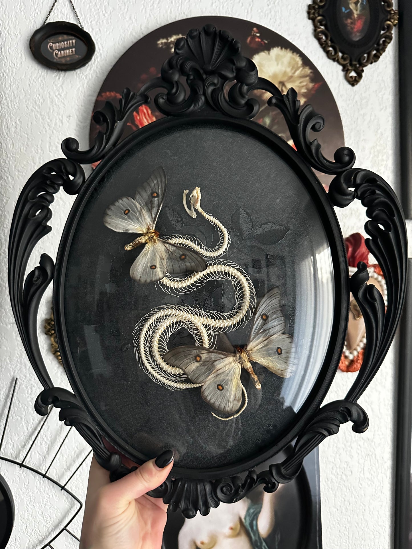 Grande composition squelette de serpent et Ceranchia apollina