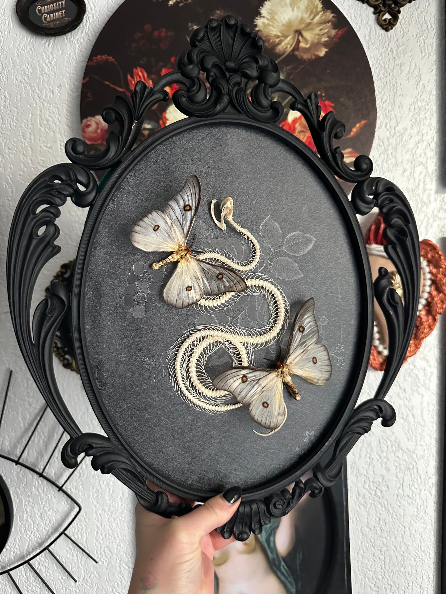 Grande composition squelette de serpent et Ceranchia apollina