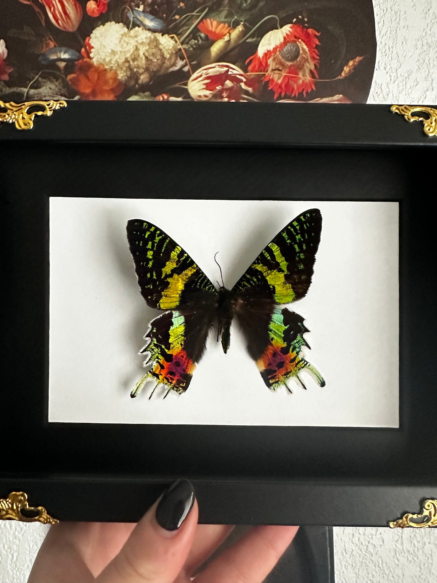 Papillon « Sunset » de Madagascar
