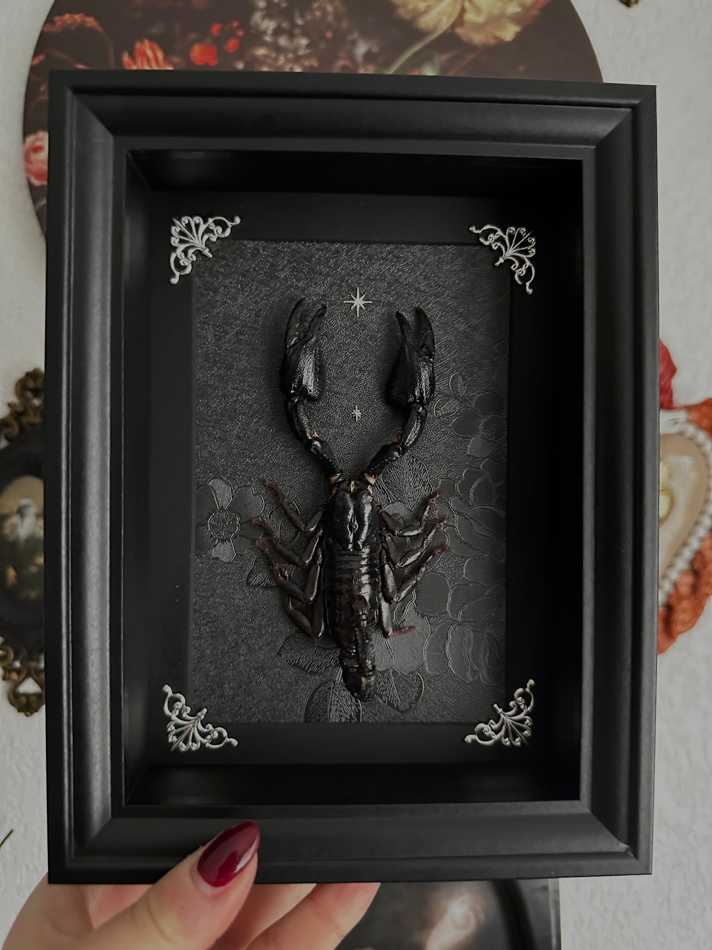 Scorpion noir (Heterometrus cyaneus)