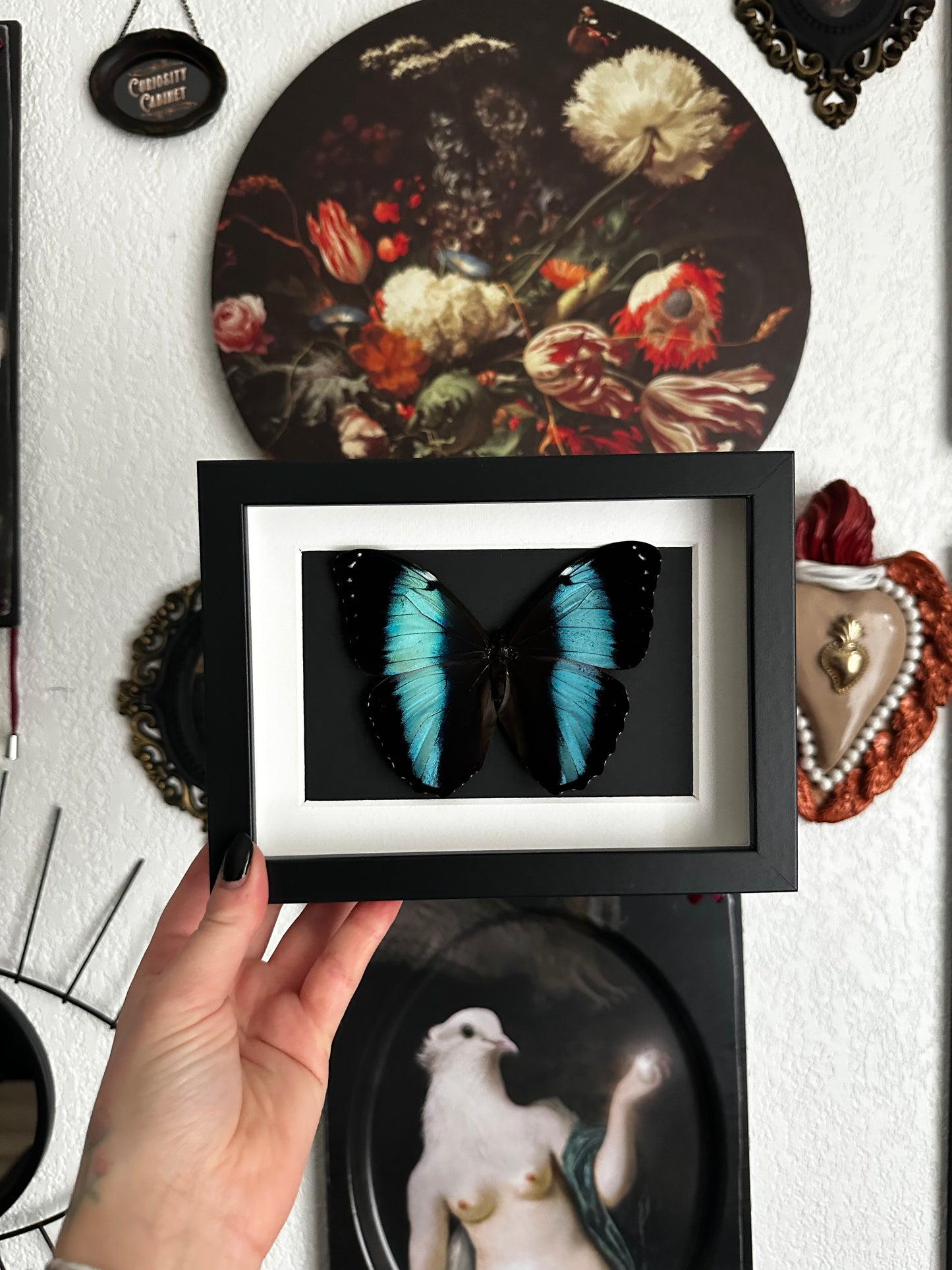 Morpho achilles