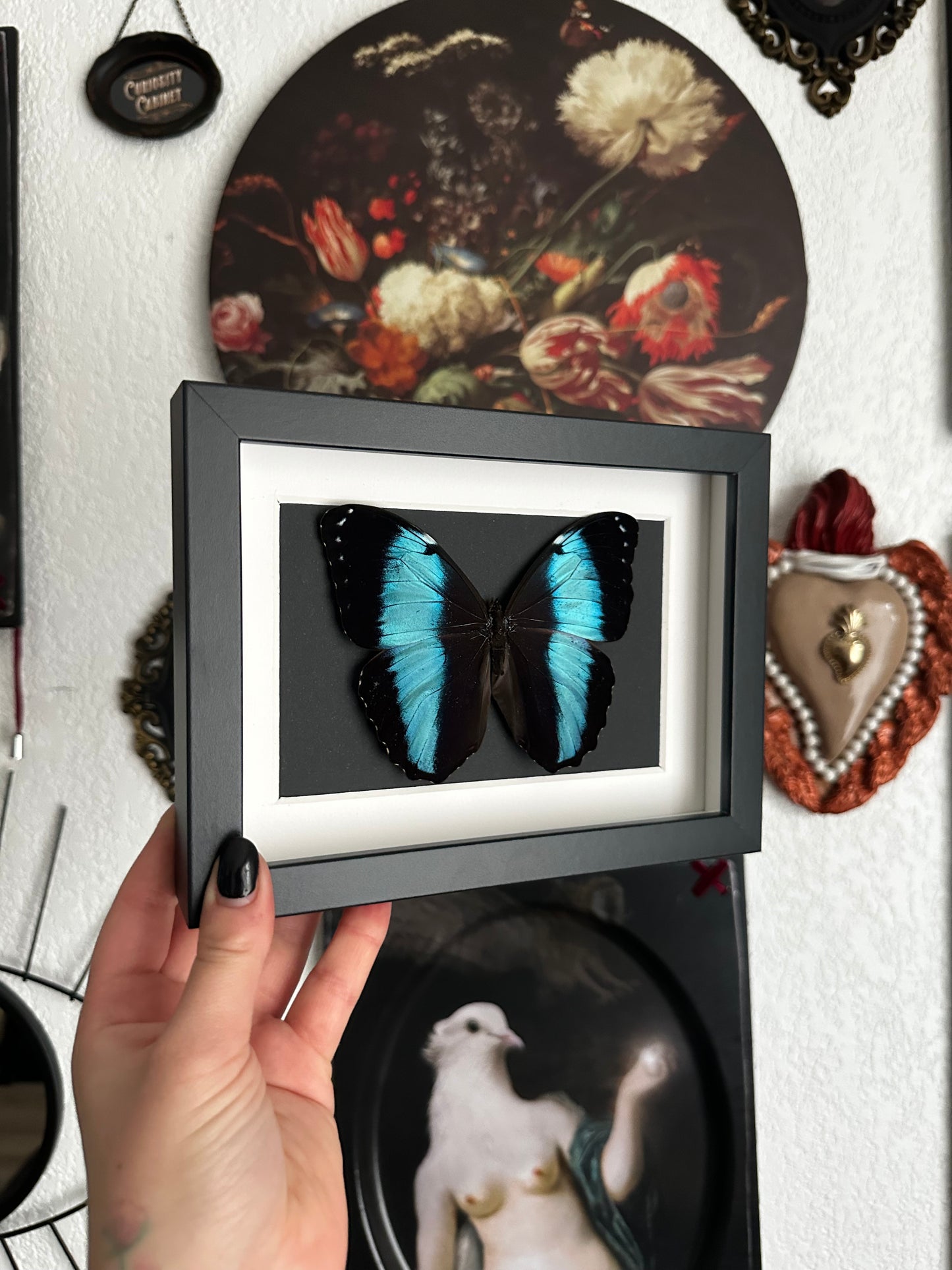 Morpho achilles