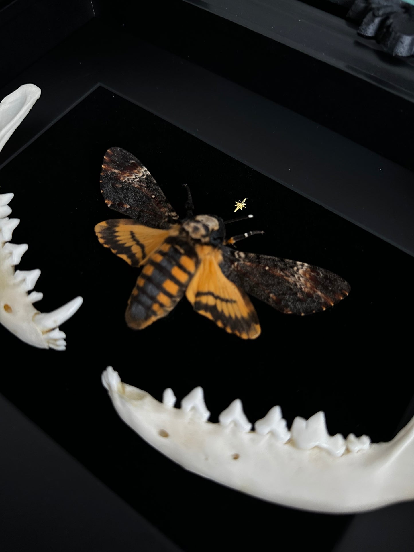 Sphinx tête de mort et mandibules