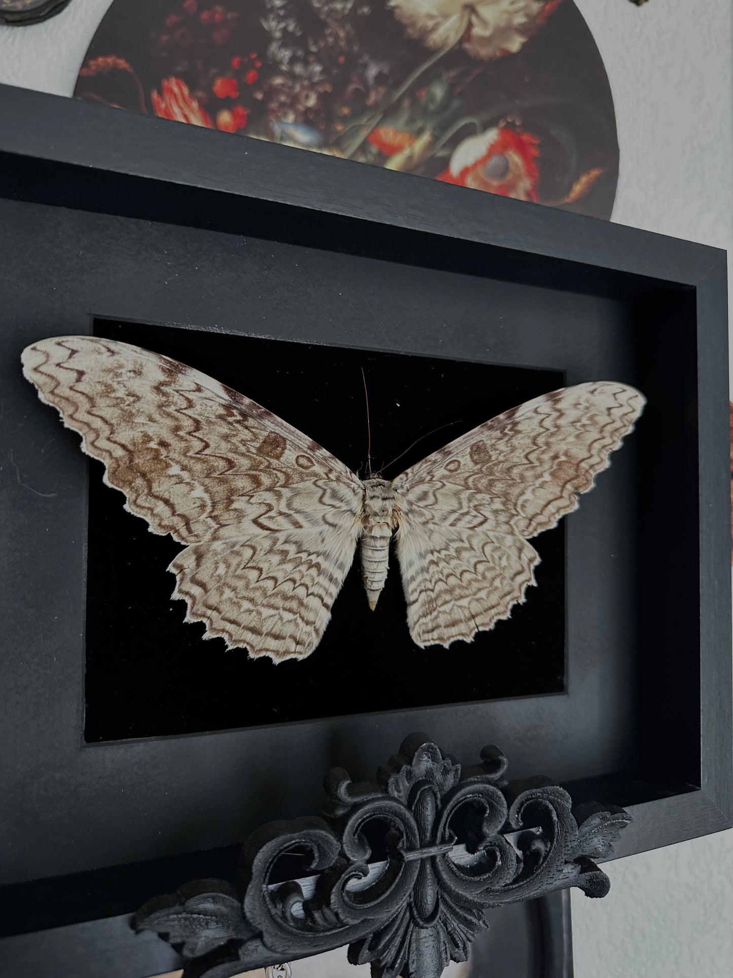 La sorcière blanche (Thysania agrippina)