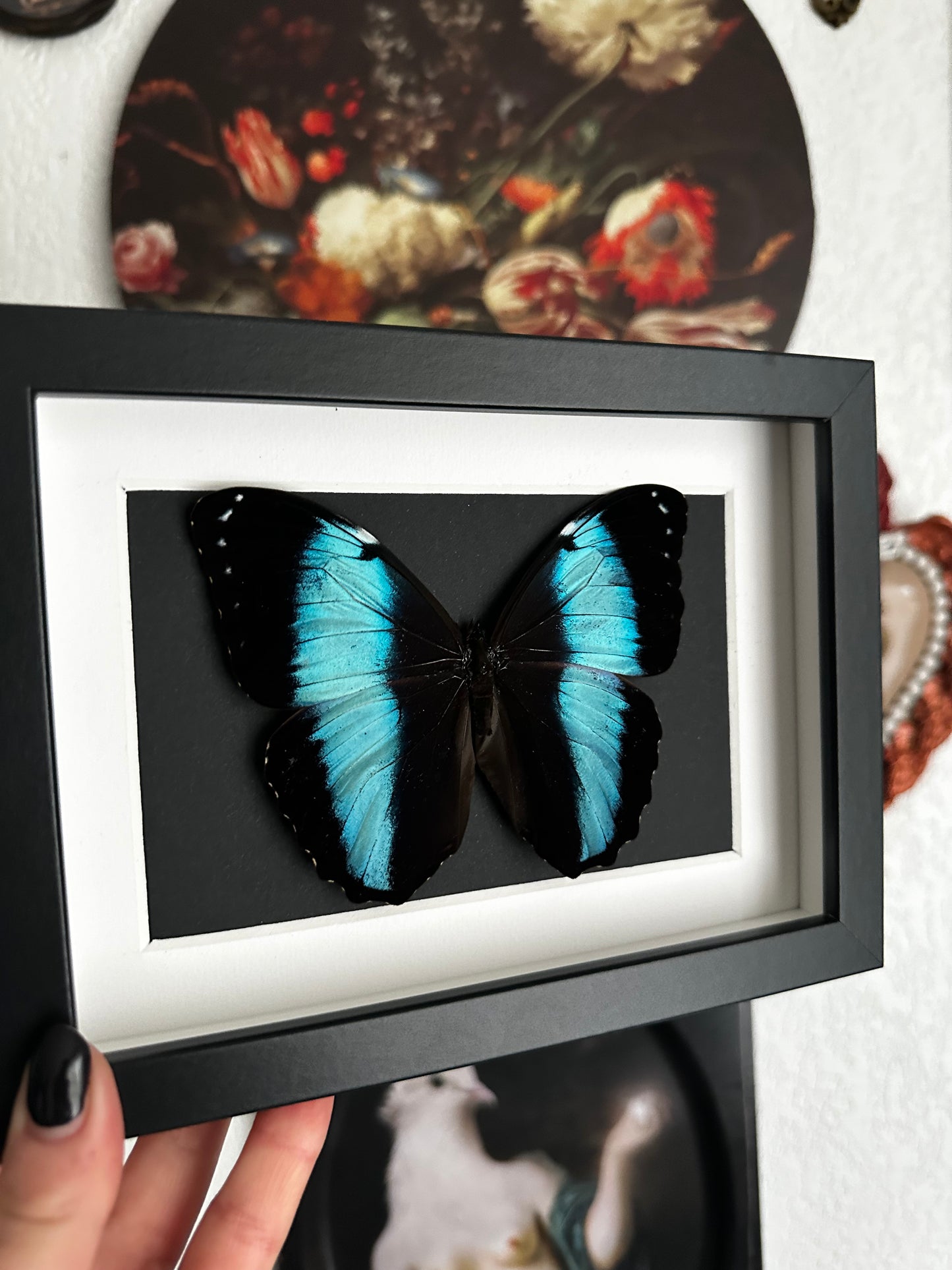 Morpho achilles