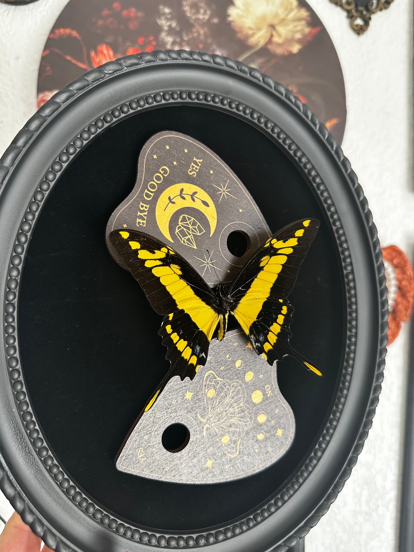 -20% - Papilio thoas et Ouija