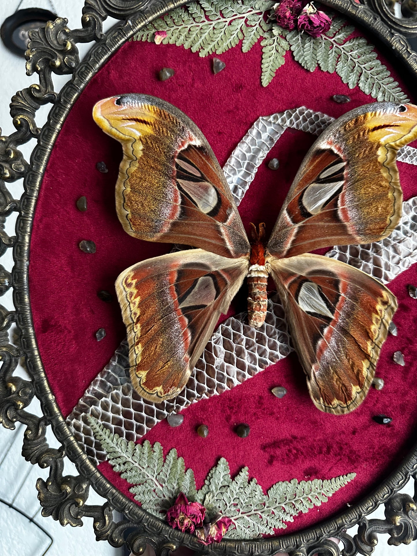 Grande composition avec papillon Atlas et mue de boa
