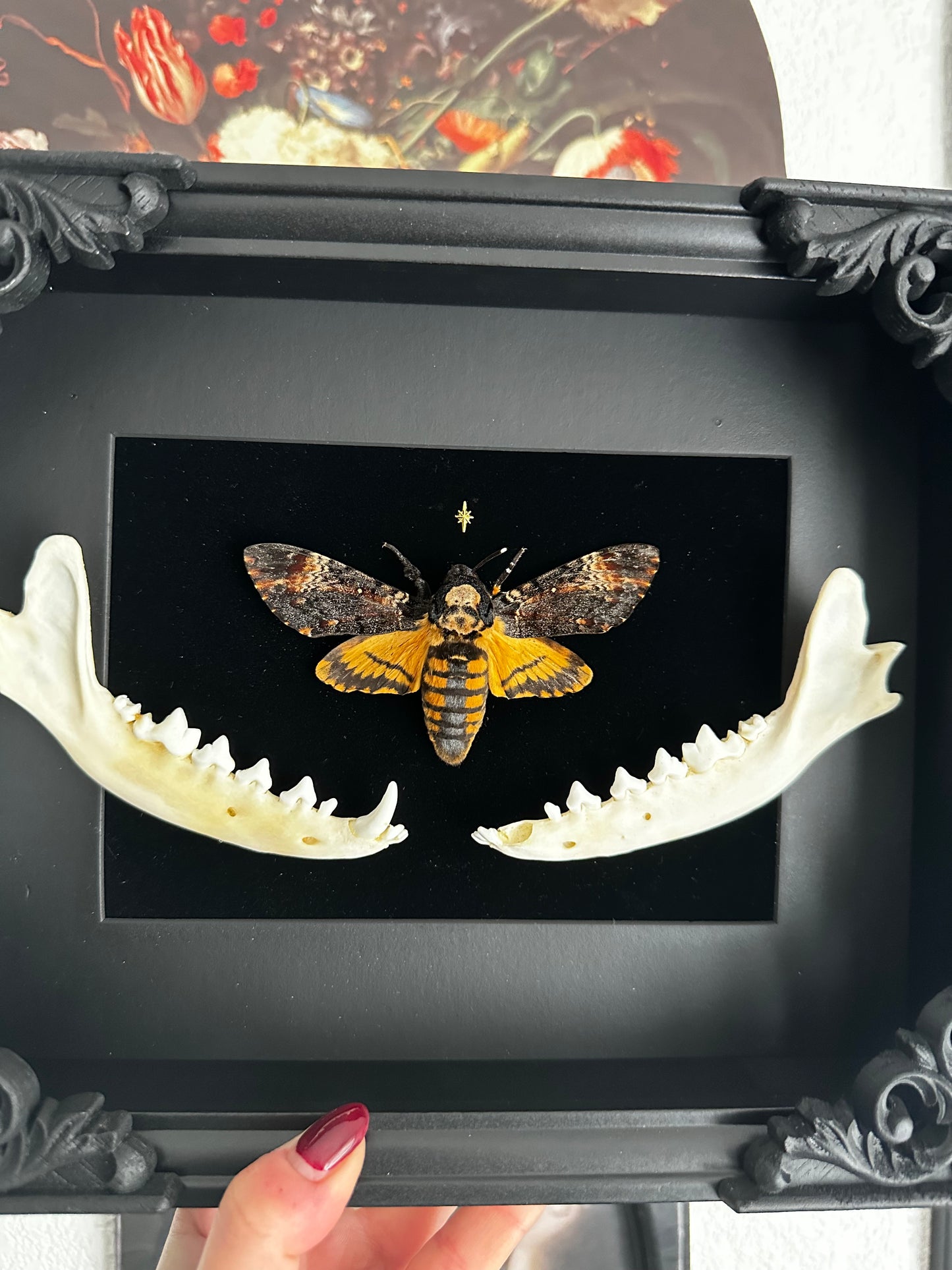 Sphinx tête de mort et mandibules