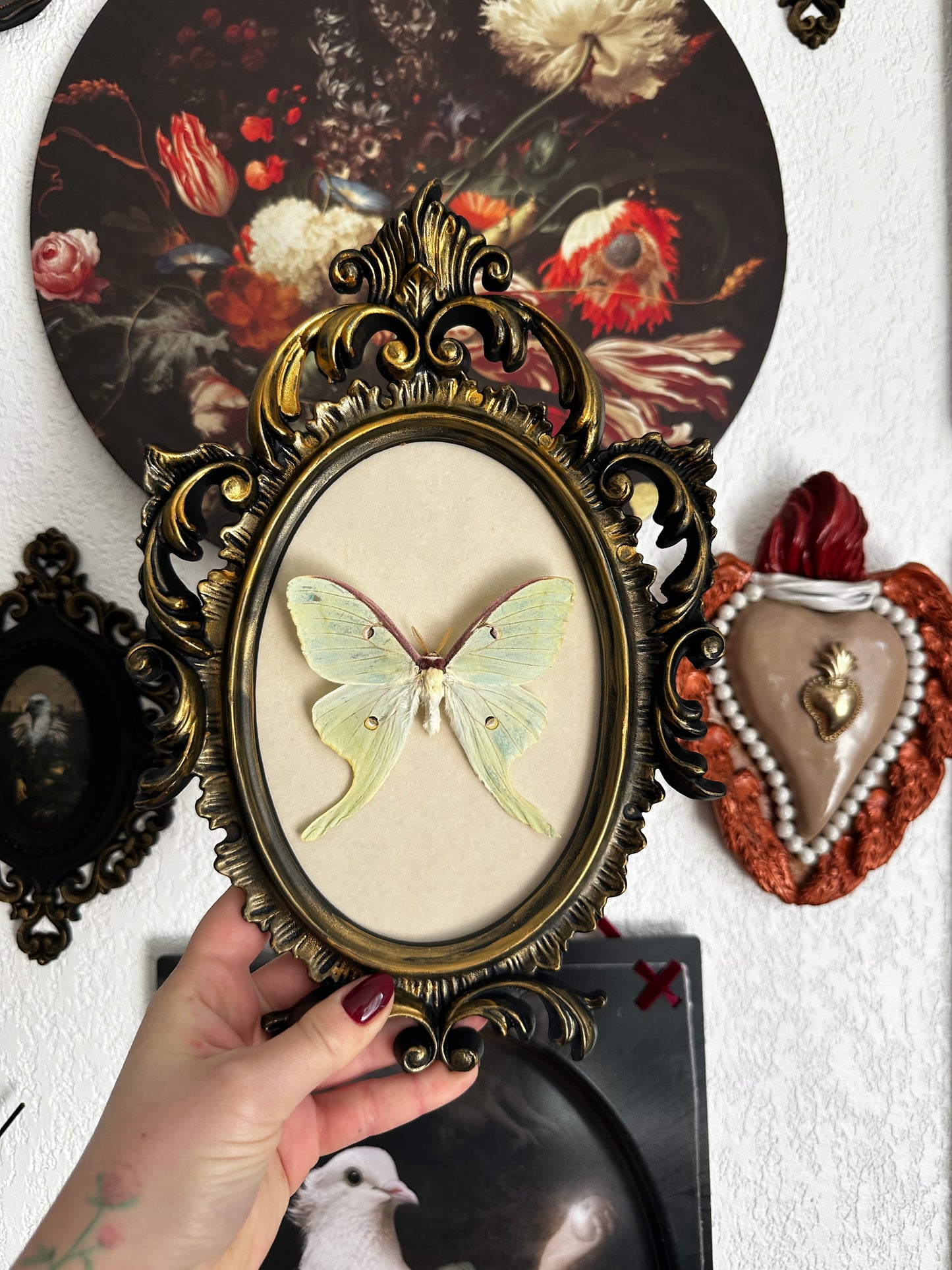 Luna moon moth