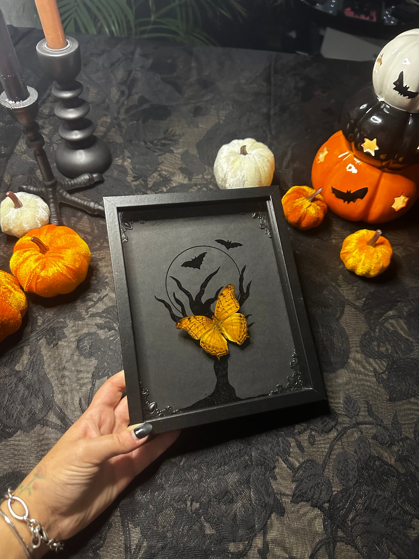-20% Halloween Collection – Véritable papillon orange naturalisé sur fond clair de lune noir