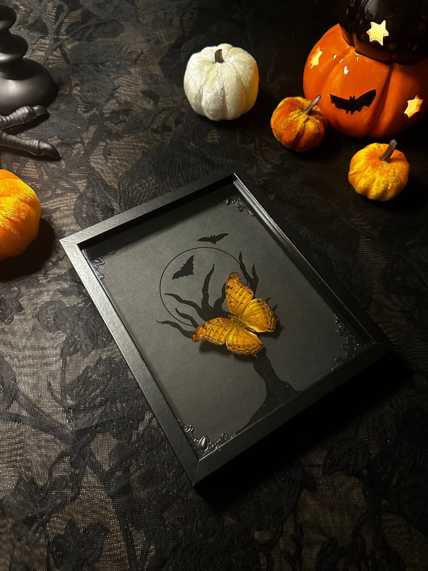 -20% Halloween Collection – Véritable papillon orange naturalisé sur fond clair de lune noir