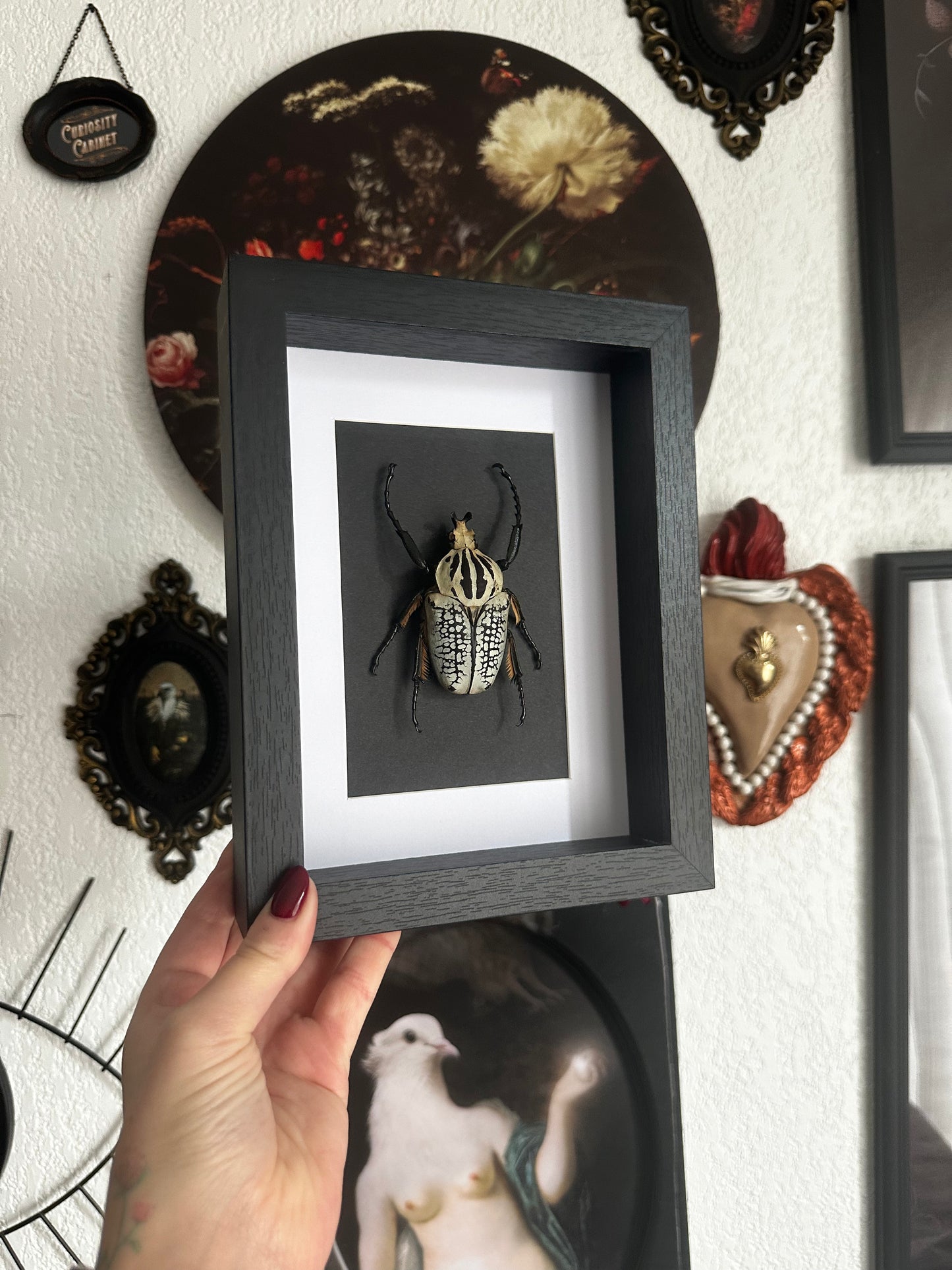 Scarabée Goliath (Goliathus goliatus)