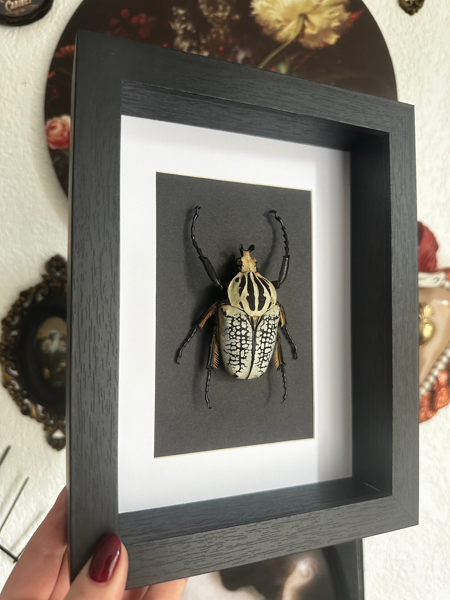 Scarabée Goliath (Goliathus goliatus)