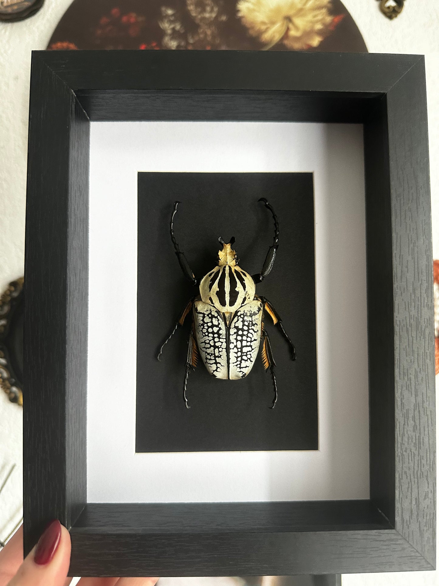 Scarabée Goliath (Goliathus goliatus)