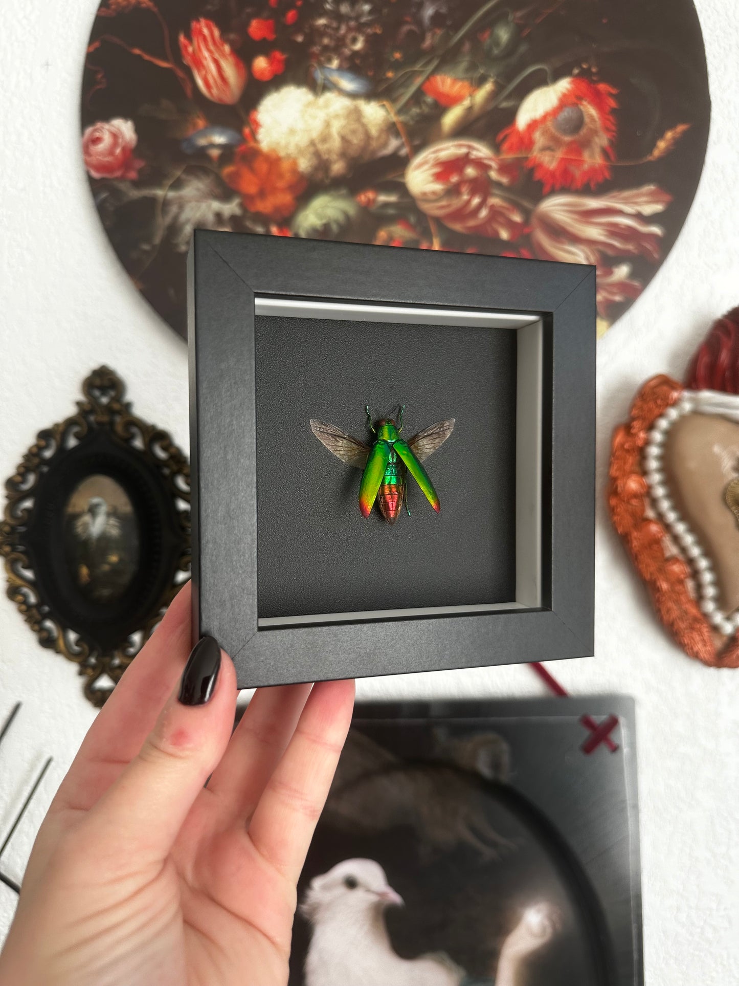 Petit coléoptère "bijou" (Chrysochroa fulminans)