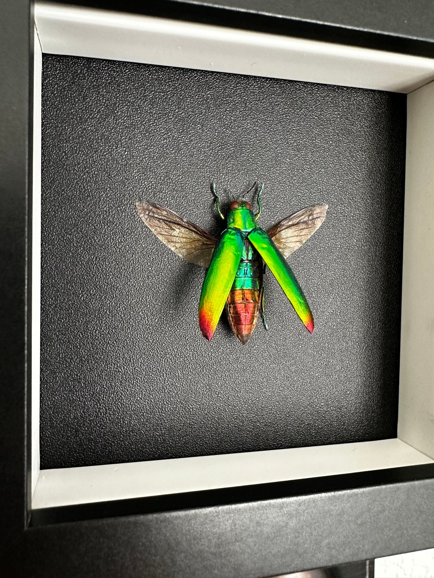 Petit coléoptère "bijou" (Chrysochroa fulminans)