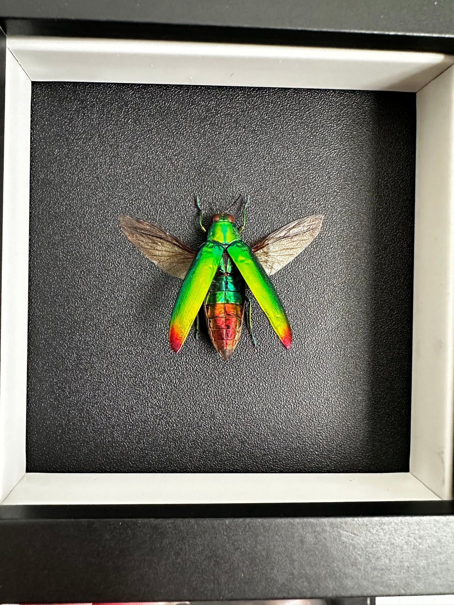 Petit coléoptère "bijou" (Chrysochroa fulminans)