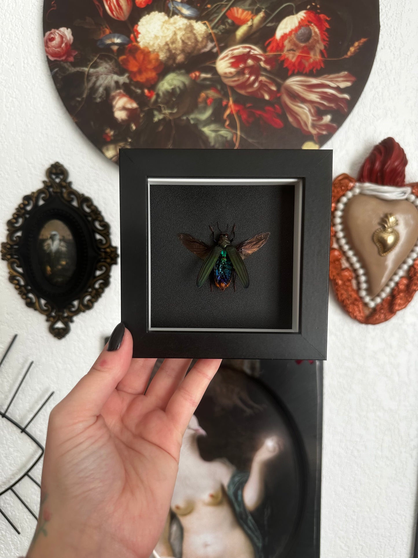 Petit coléoptère "bijou" (Demochroa detanii)