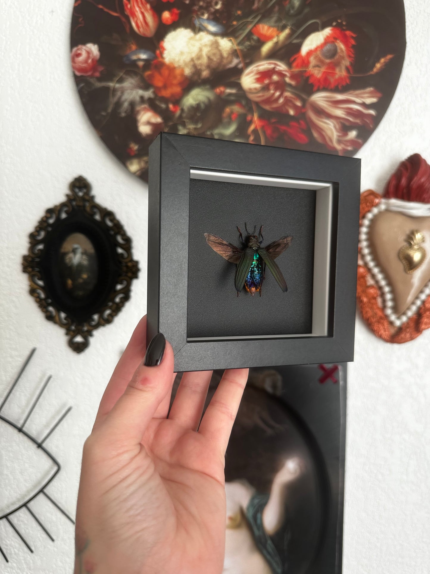 Petit coléoptère "bijou" (Demochroa detanii)