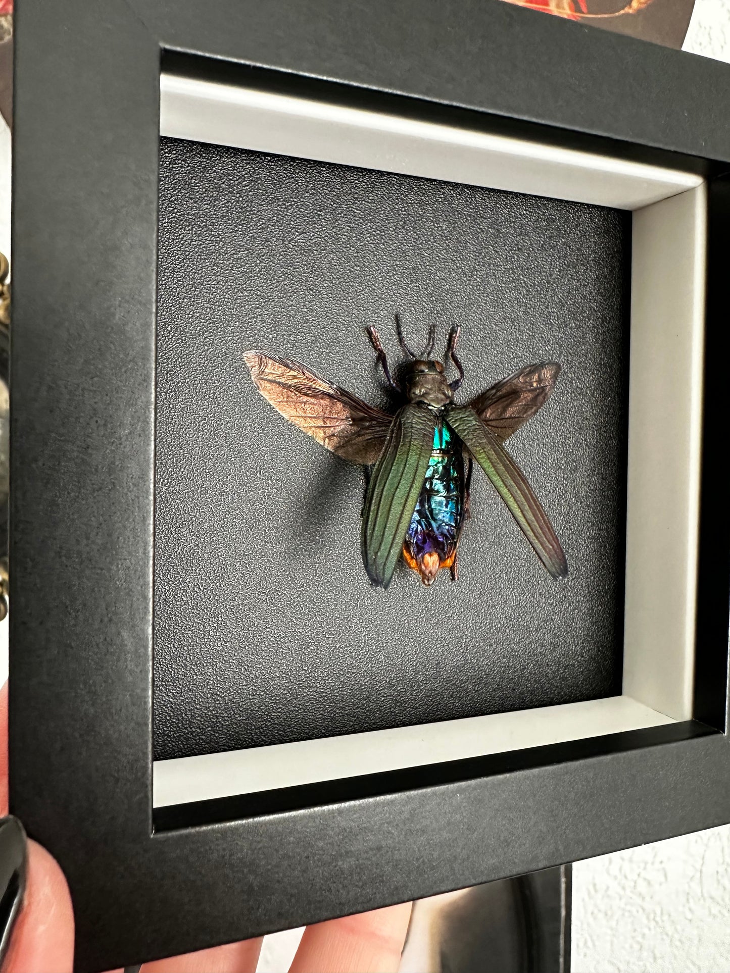 Petit coléoptère "bijou" (Demochroa detanii)