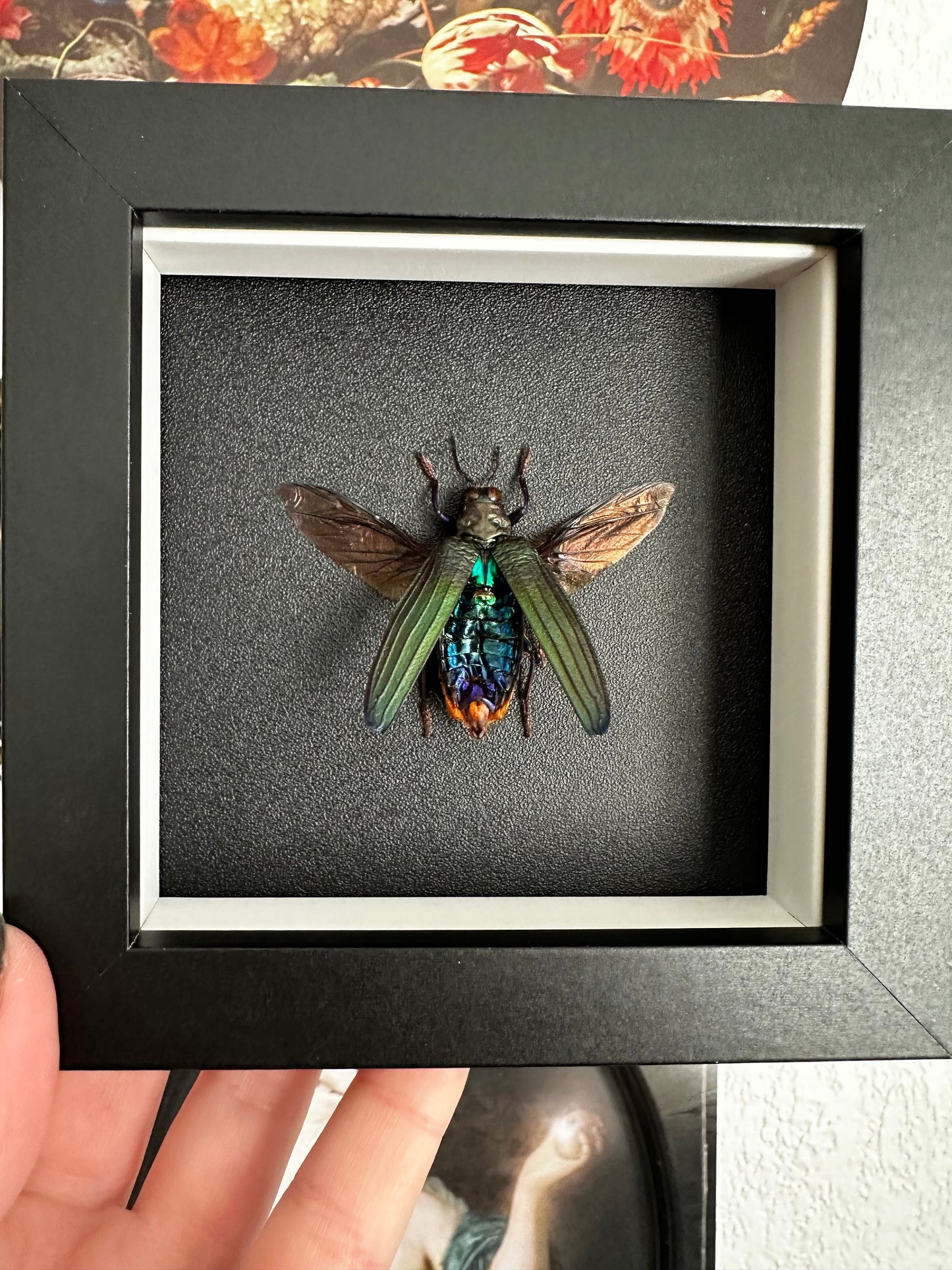 Petit coléoptère "bijou" (Demochroa detanii)