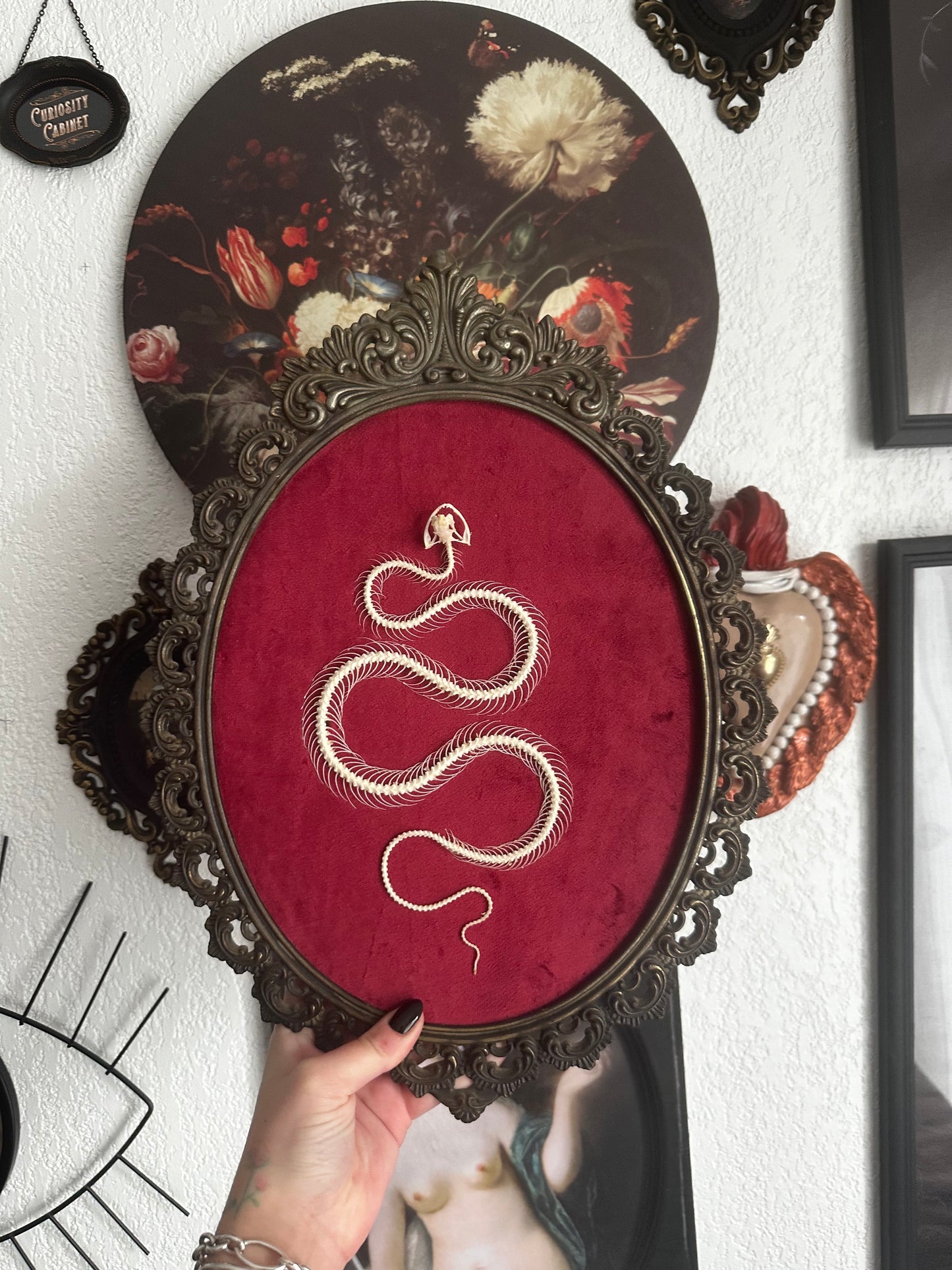 Snake skeleton on red velvet background