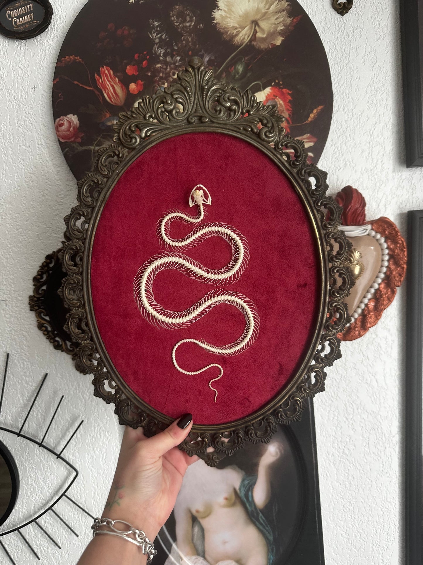 Snake skeleton on red velvet background