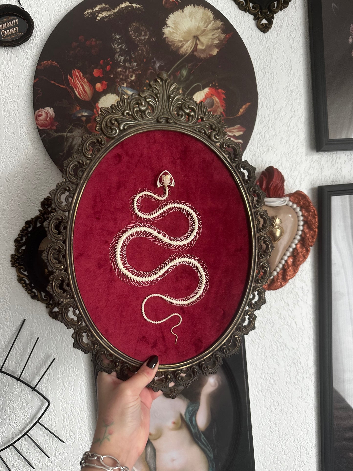 Snake skeleton on red velvet background