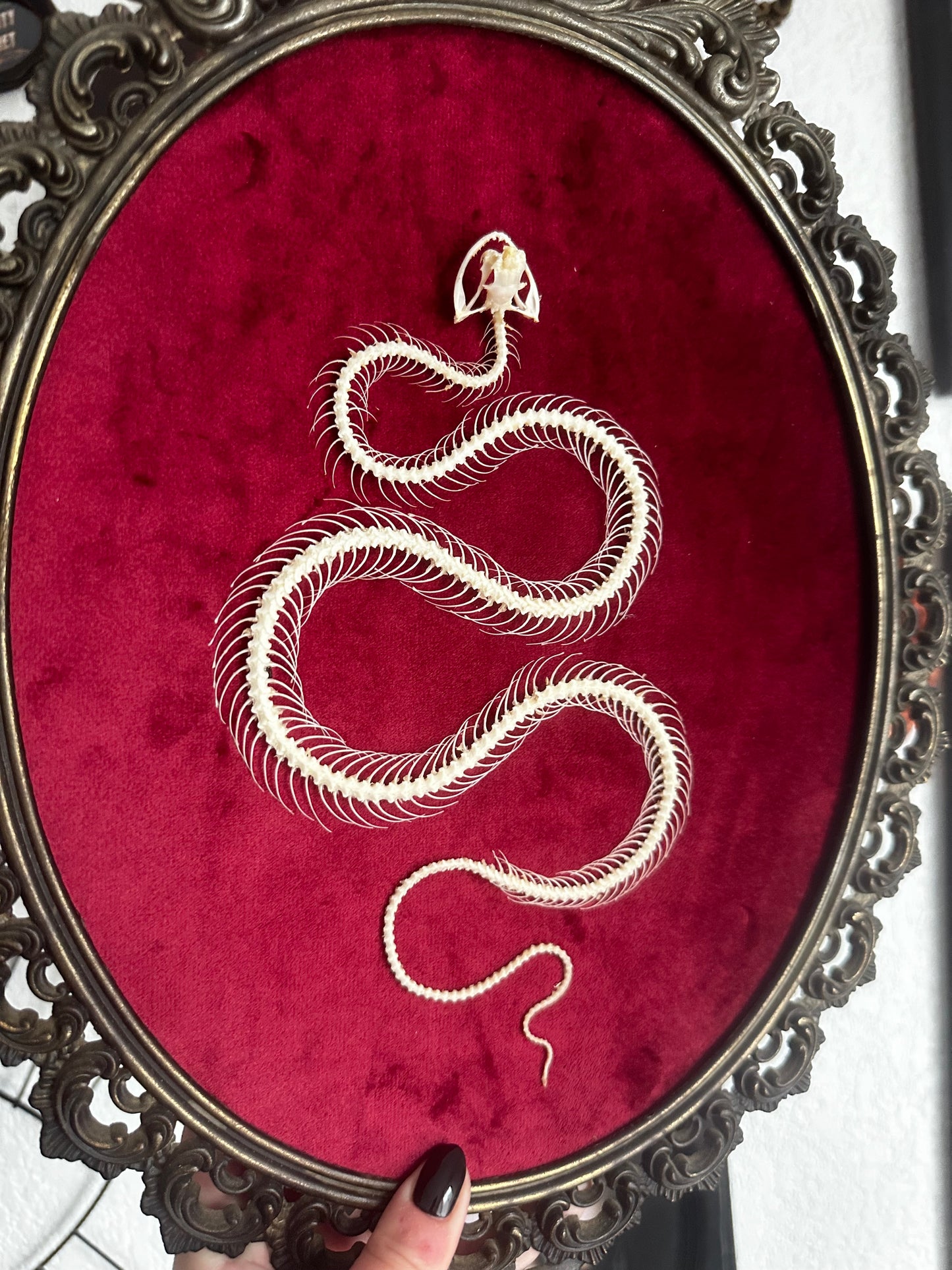 Snake skeleton on red velvet background