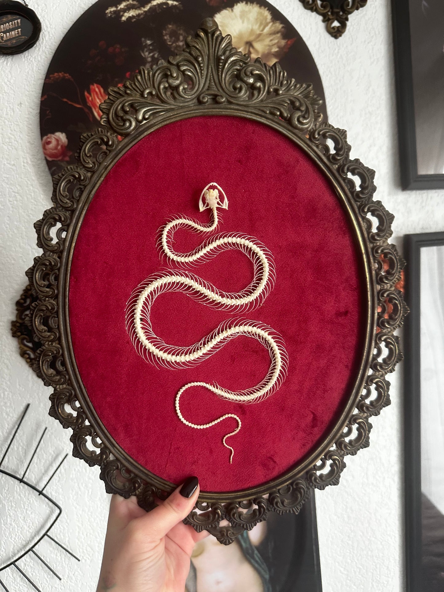 Snake skeleton on red velvet background